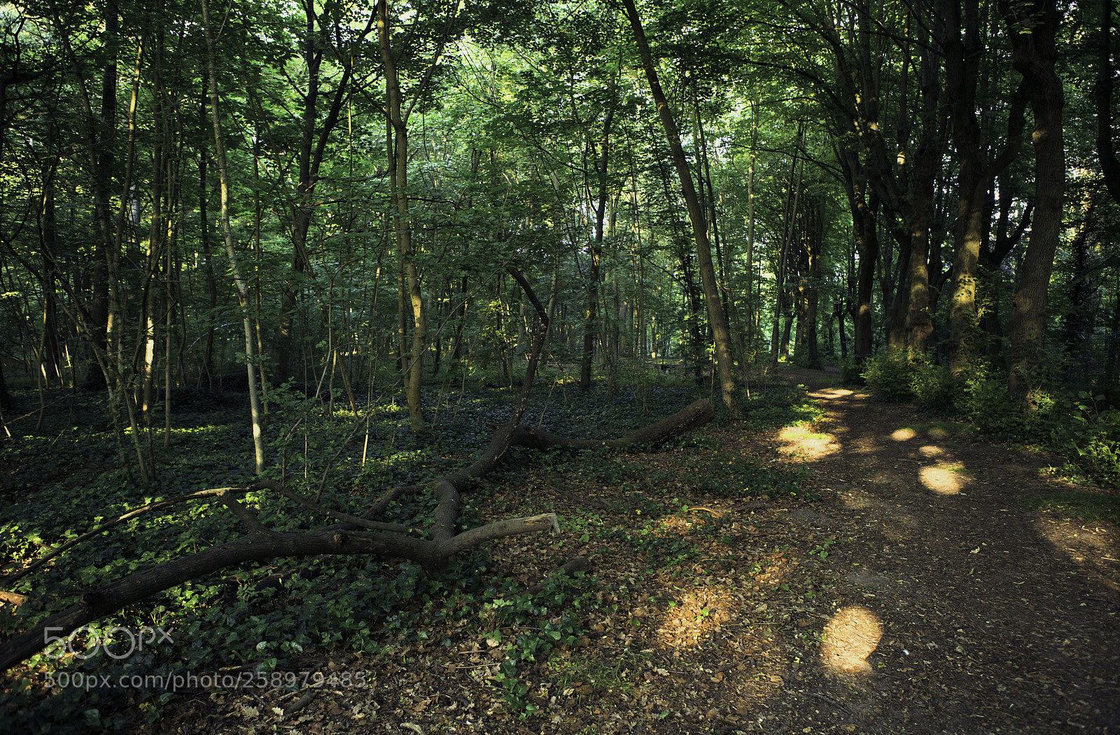 Canon EOS-1D X sample photo. Light and life photography