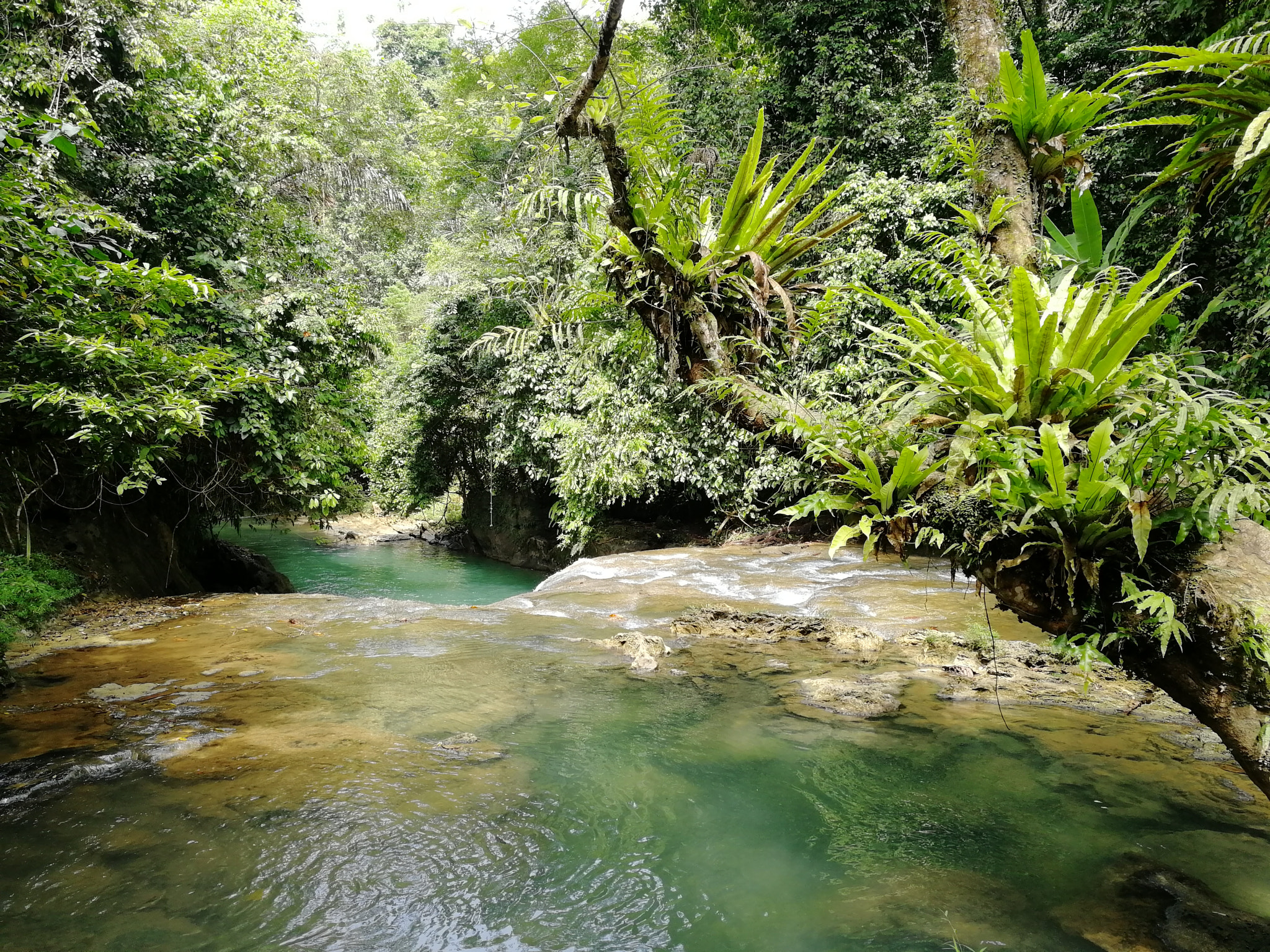 HUAWEI Honor 9 sample photo. Into the jungle photography