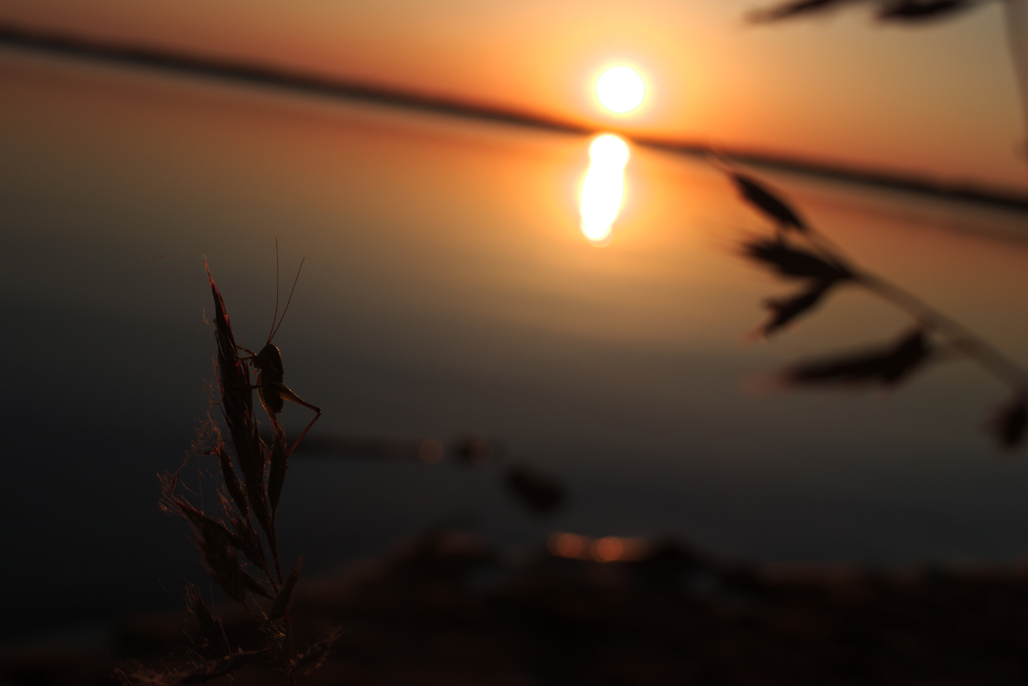 Canon EF-S 24mm F2.8 STM sample photo