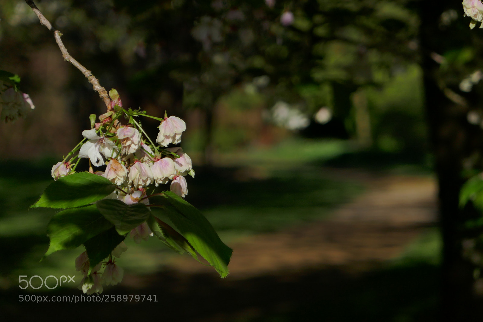 Panasonic Lumix DMC-ZS100 (Lumix DMC-TZ100) sample photo. Woodland path photography