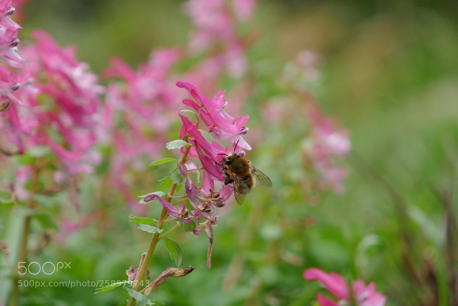 Panasonic Lumix DMC-ZS100 (Lumix DMC-TZ100) sample photo. Collecting pollen photography