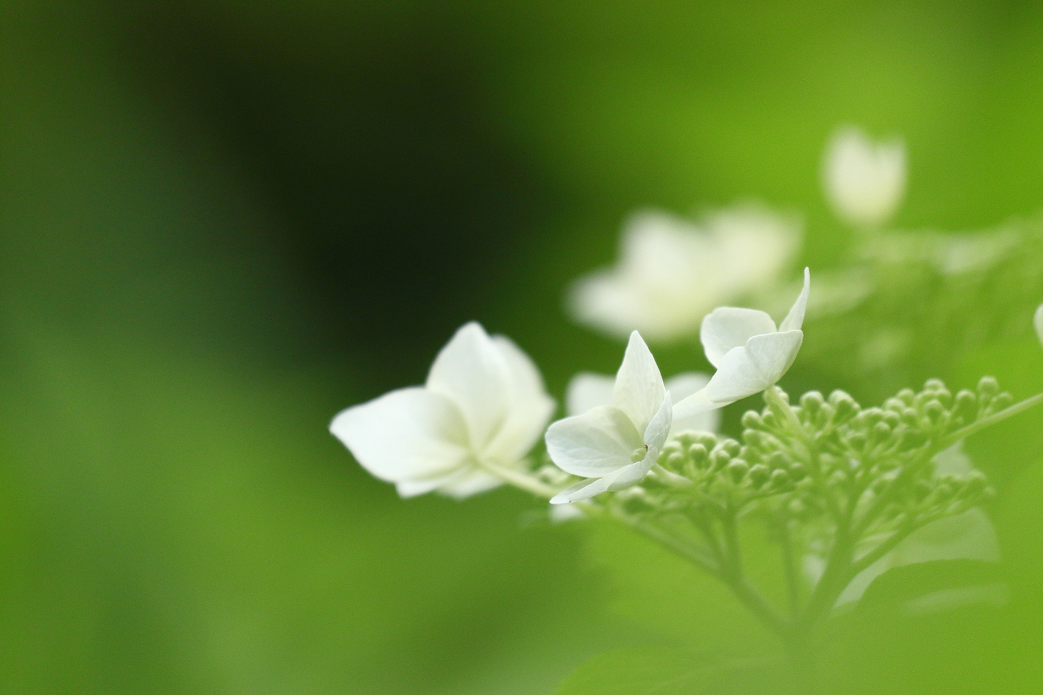 Canon EOS 7D Mark II sample photo. 紫陽花 7i2a3707 photography