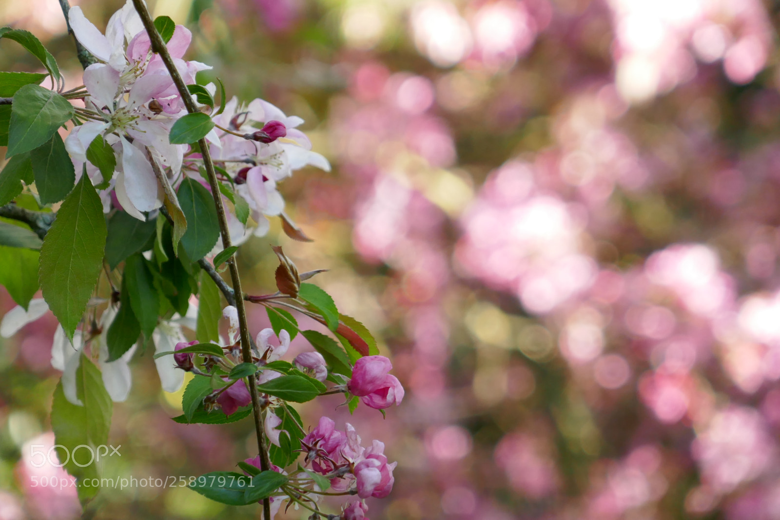 Panasonic Lumix DMC-ZS100 (Lumix DMC-TZ100) sample photo. Pink canvas photography