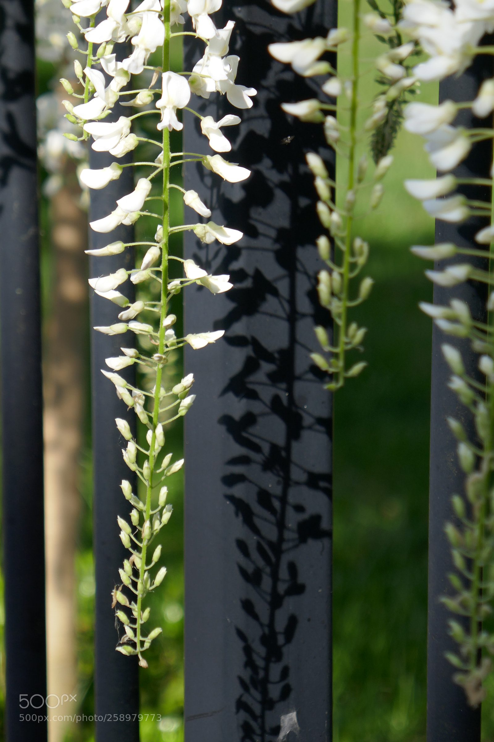 Panasonic Lumix DMC-ZS100 (Lumix DMC-TZ100) sample photo. Flowers and shadows photography