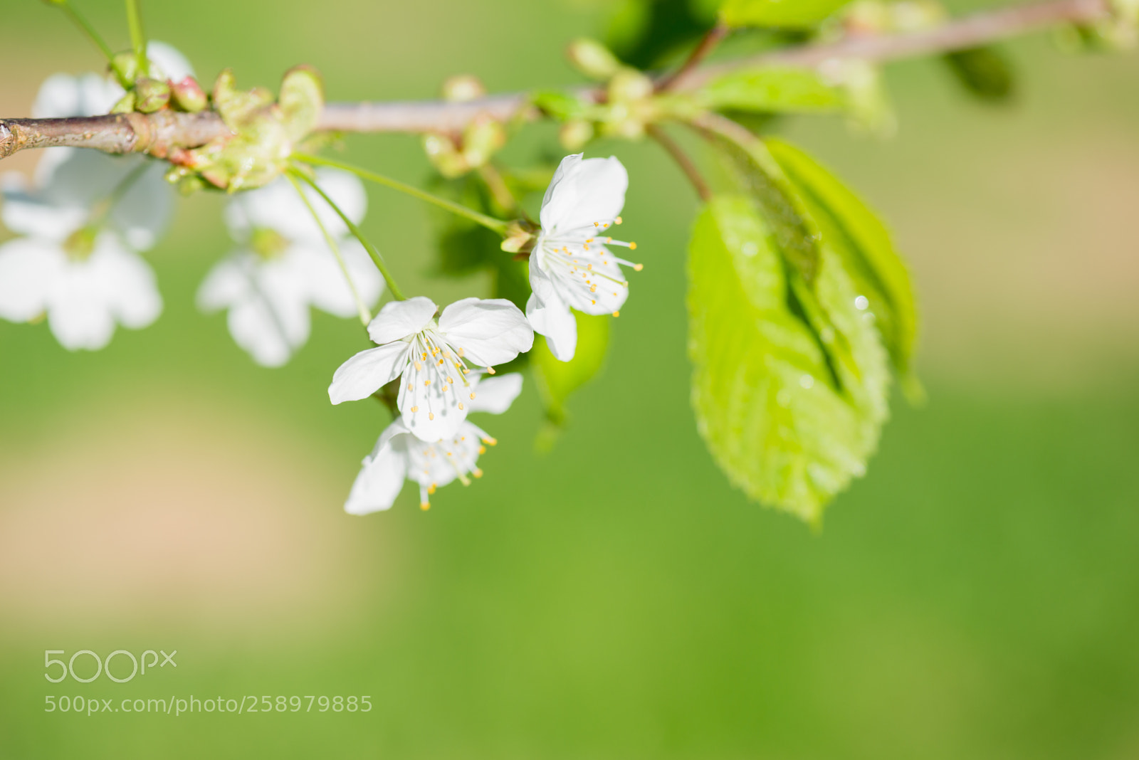 Nikon D610 sample photo. Macro shot of blooming photography