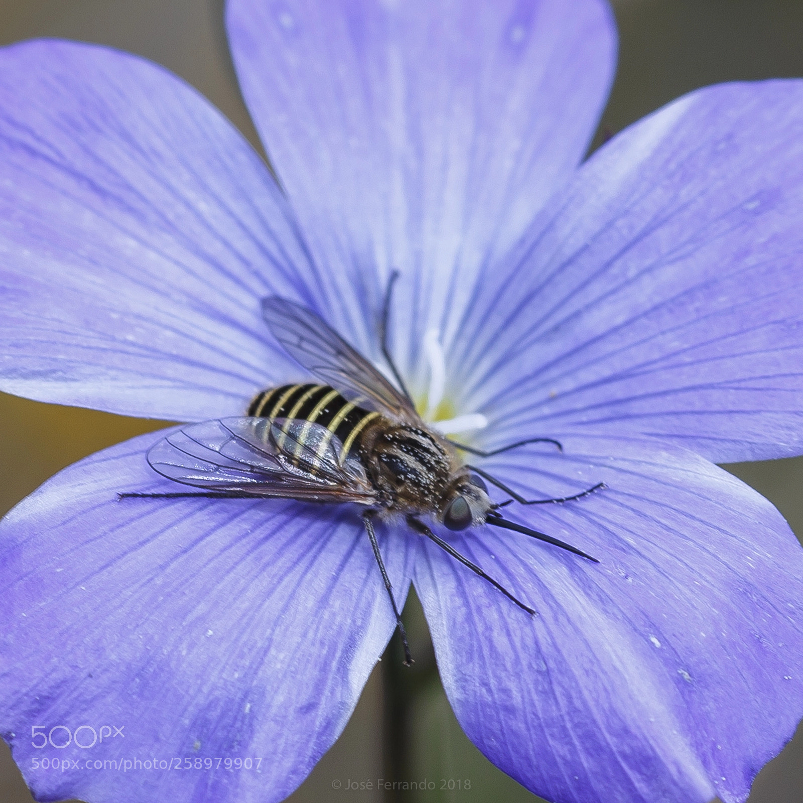 Canon EOS 6D sample photo. Mosquis!!! photography