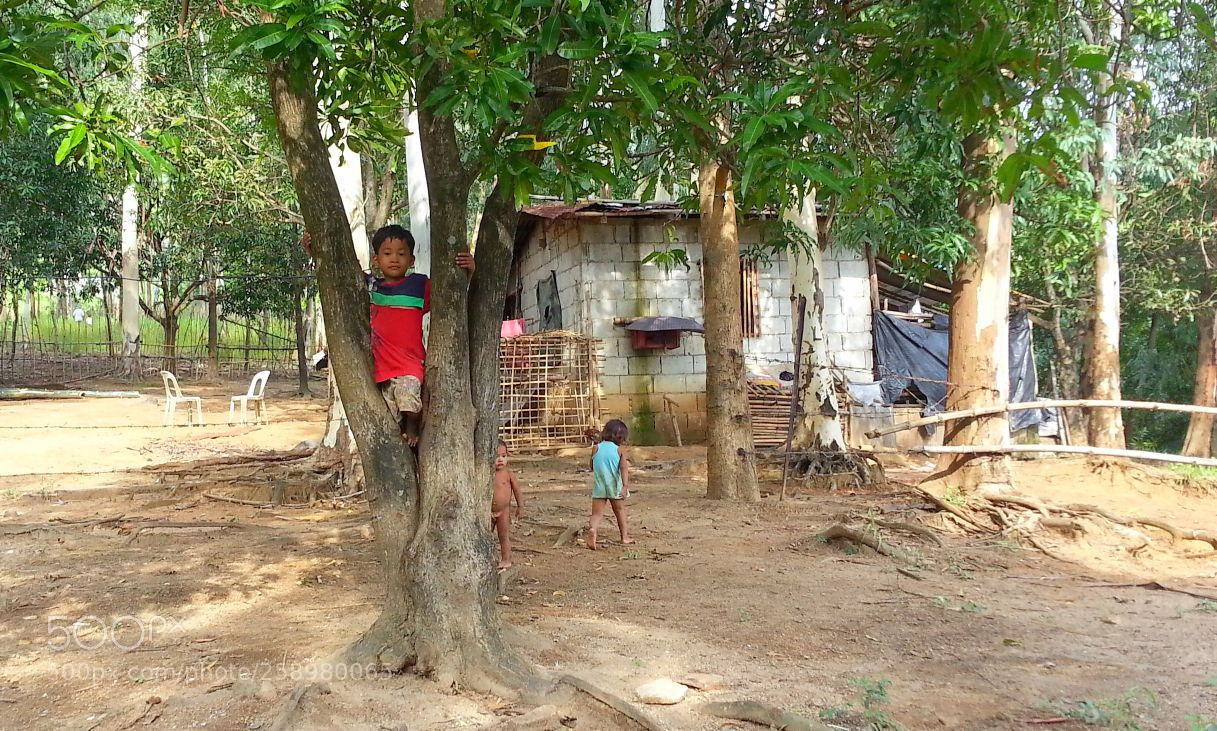 Samsung Galaxy S3 sample photo. Tree climber photography