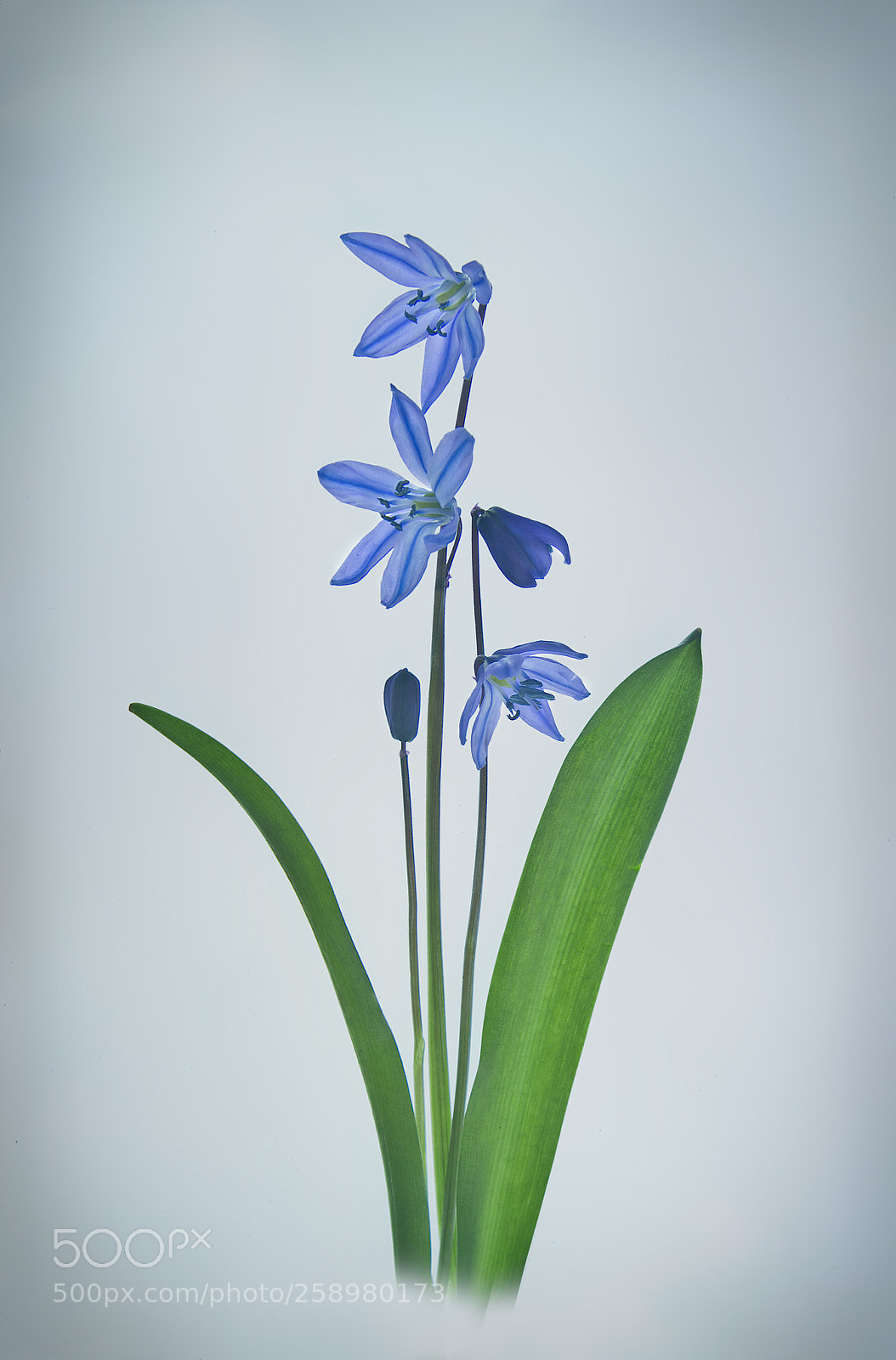 Canon EOS 6D sample photo. Scilla sibirica photography