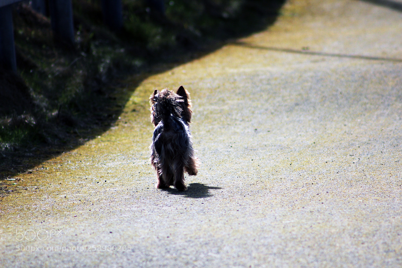 Canon EOS 600D (Rebel EOS T3i / EOS Kiss X5) sample photo. Dog photography