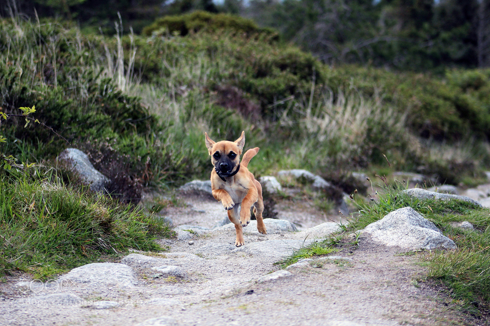 Canon EOS 600D (Rebel EOS T3i / EOS Kiss X5) sample photo. Dog photography