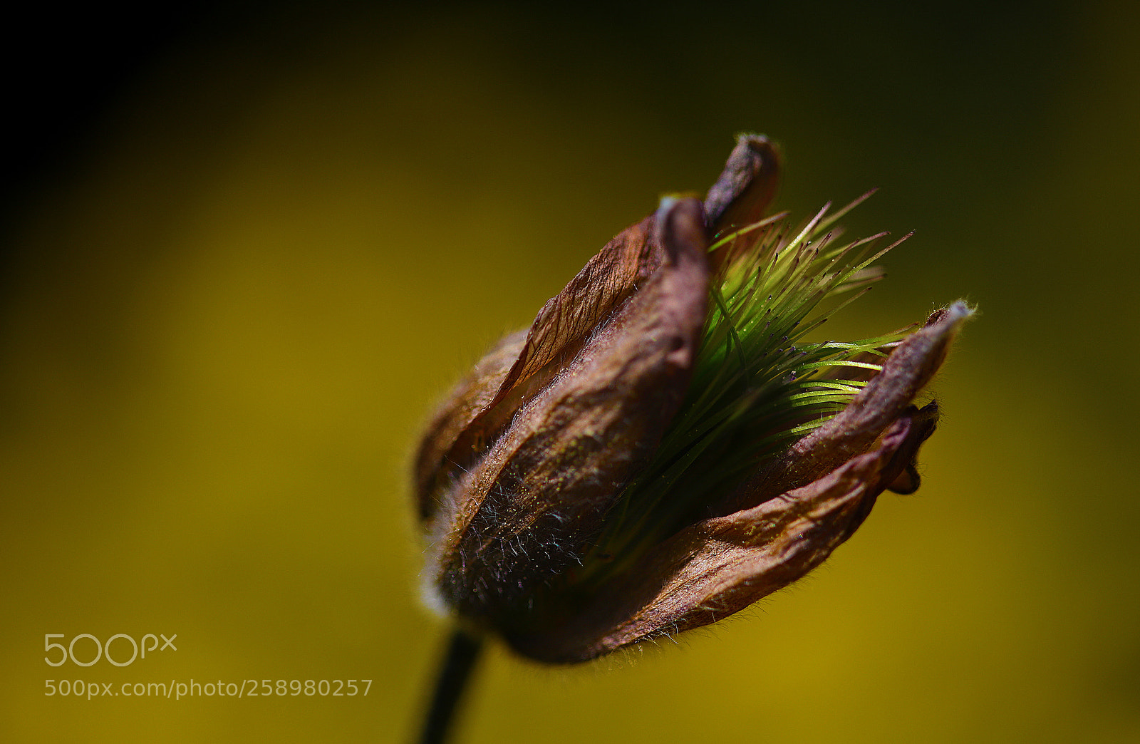 Canon EOS 6D Mark II sample photo. Golden green photography