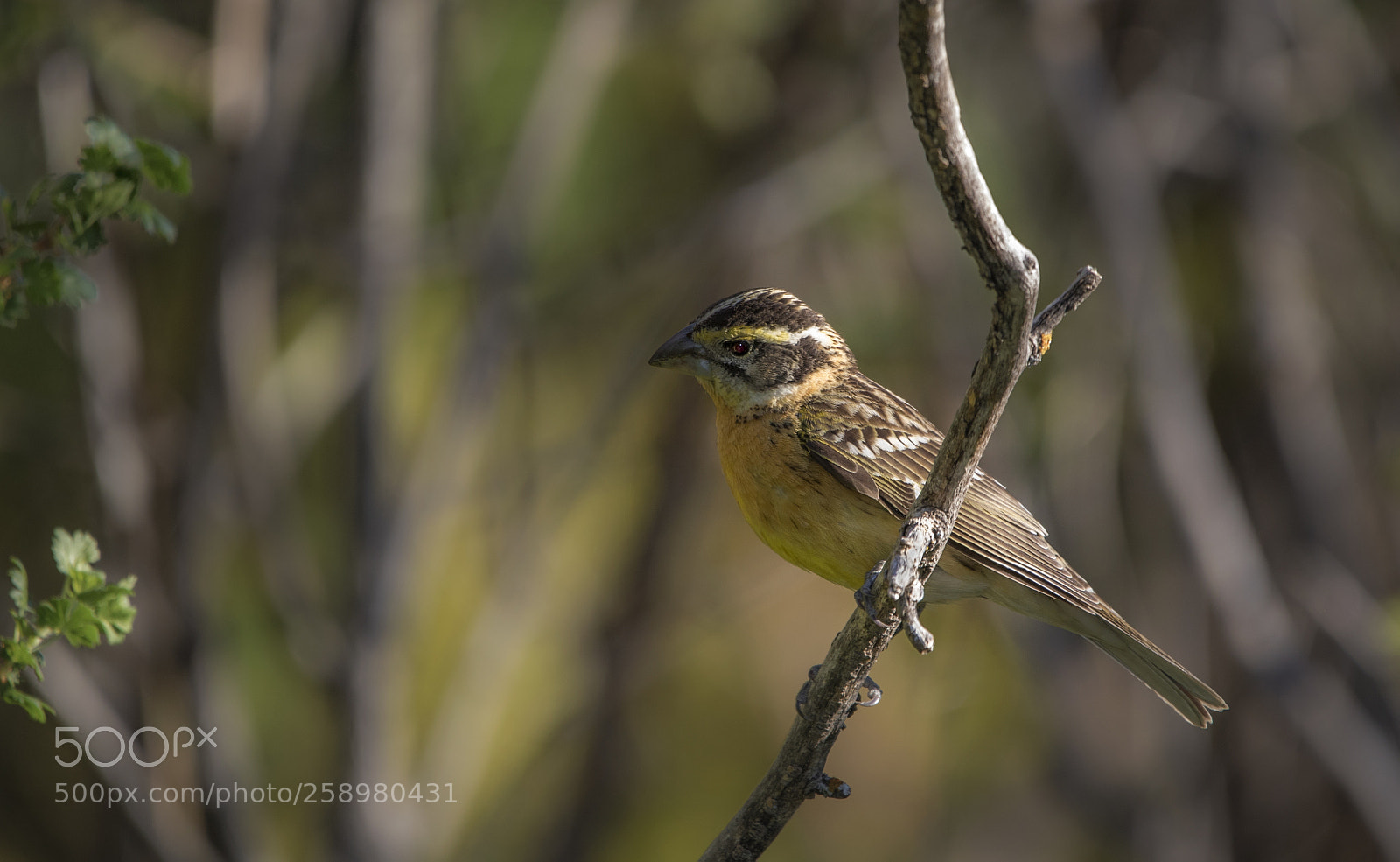Canon EOS 5D Mark IV sample photo. Black-headed grosbeak photography