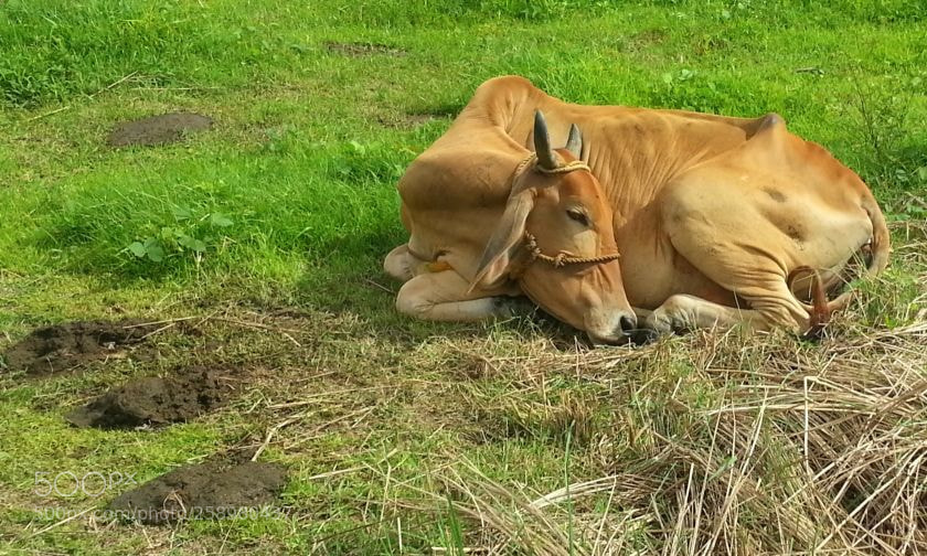Samsung Galaxy S3 sample photo. Philippine cattle photography
