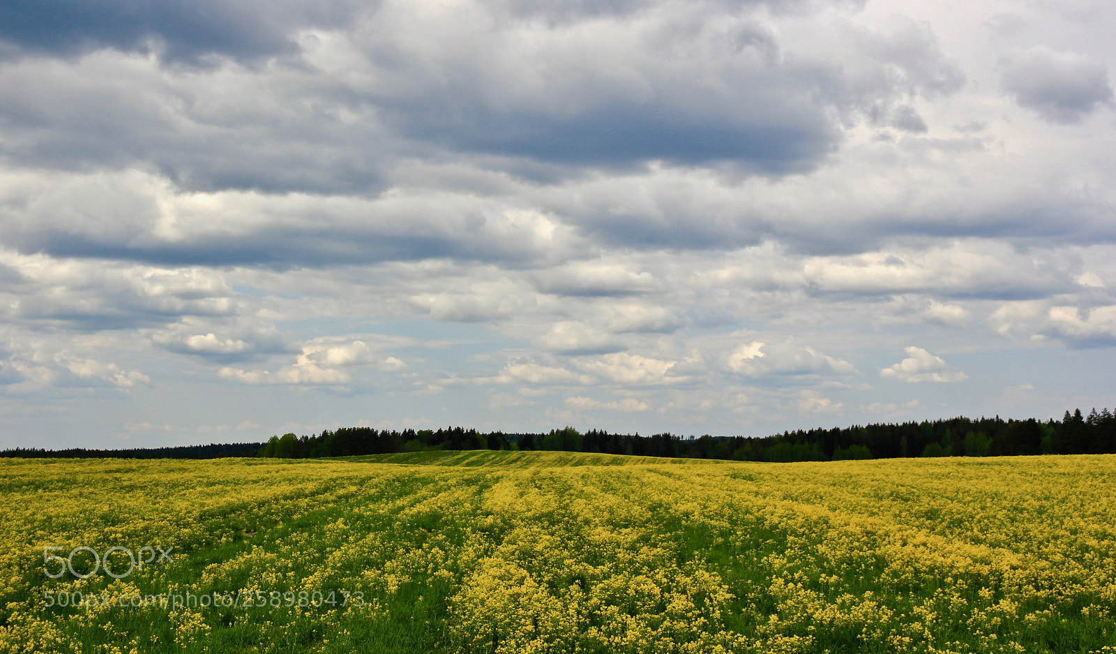 Canon EOS 550D (EOS Rebel T2i / EOS Kiss X4) sample photo. Spring in saint petersburg photography