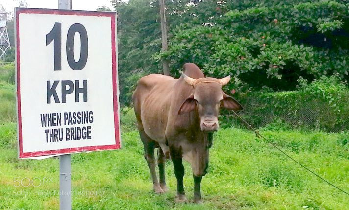 Samsung Galaxy S3 sample photo. Philippine cattle photography