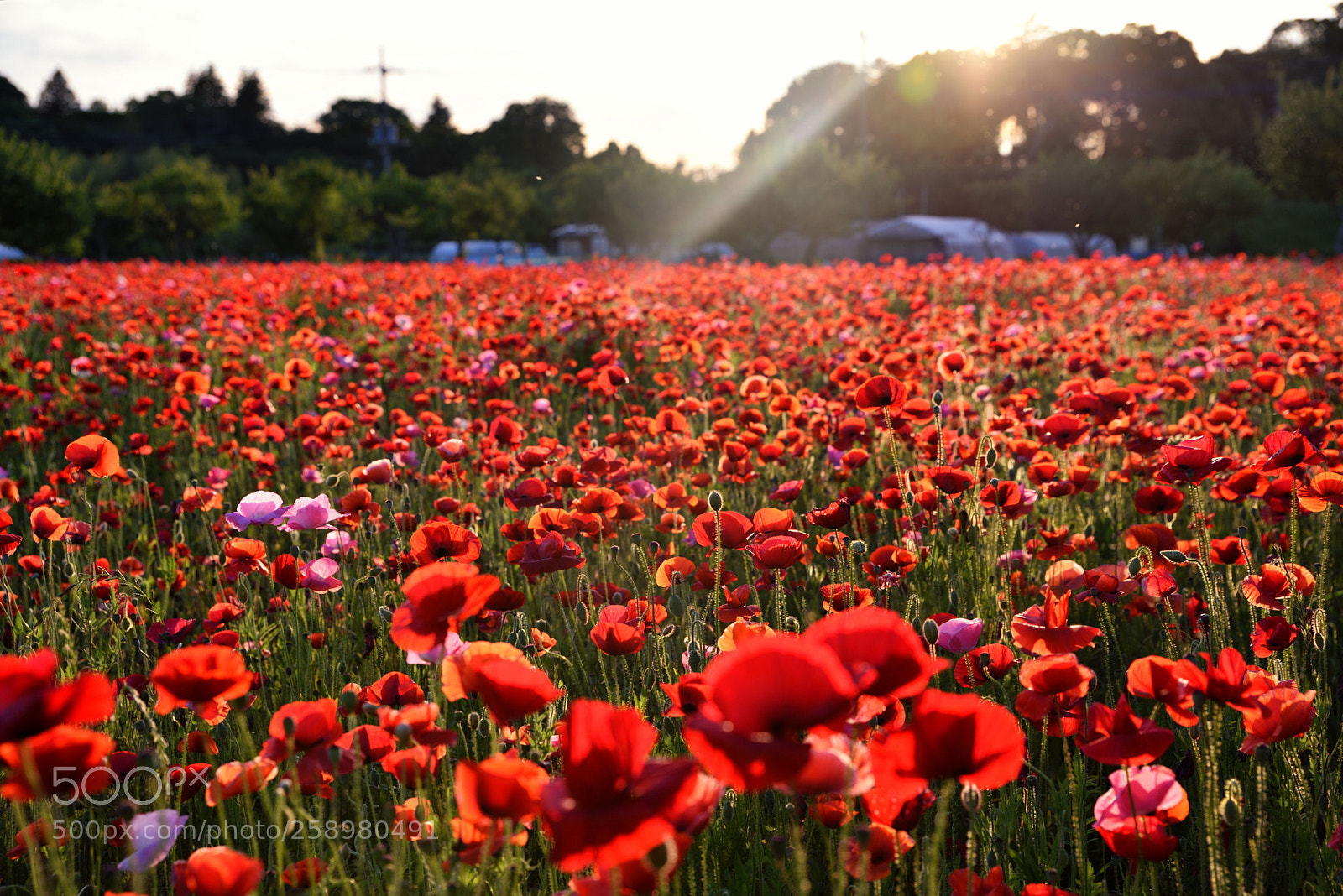 Nikon D750 sample photo. Poppy fields at dusk photography