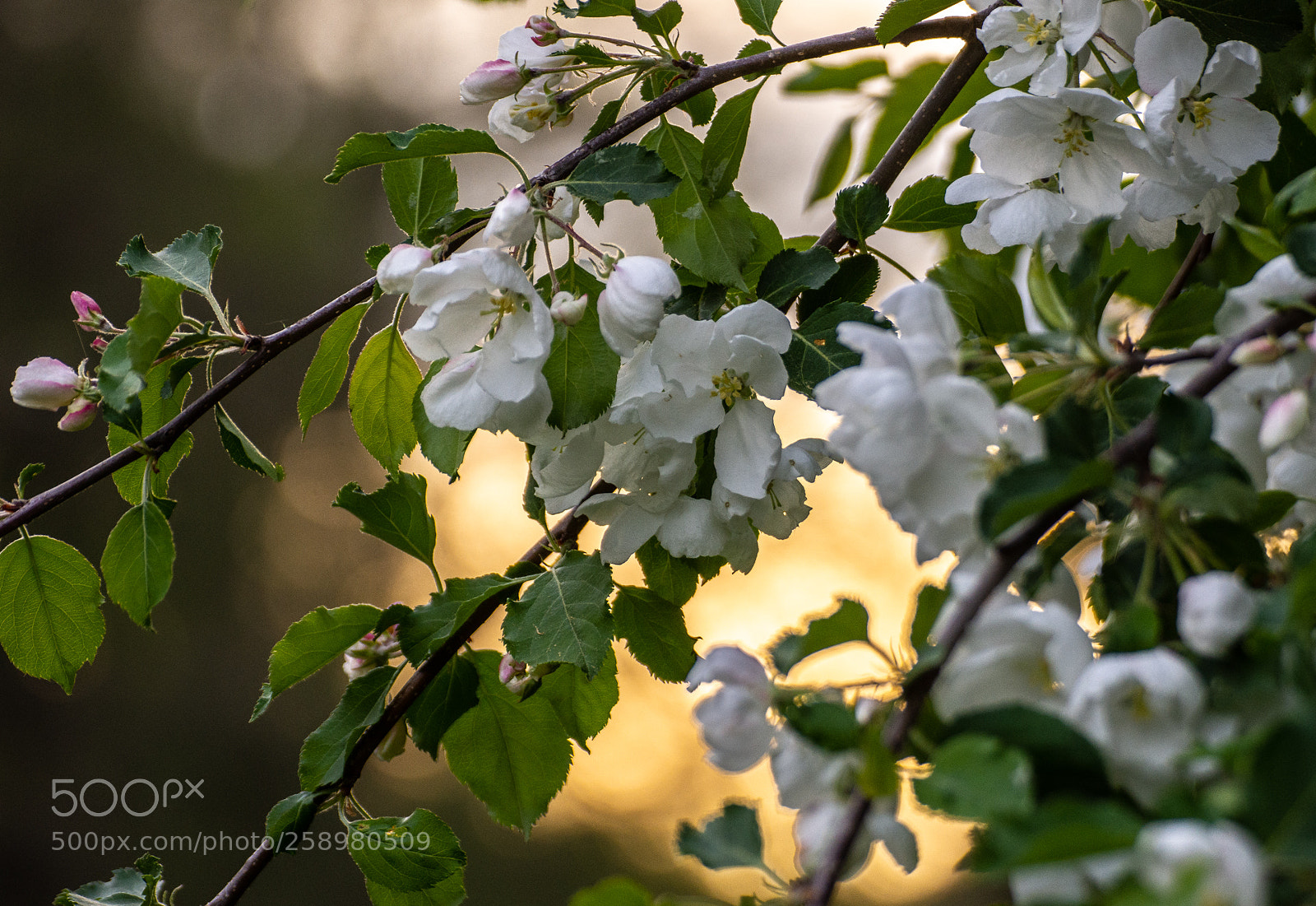 Nikon D7200 sample photo. Apple flowers photography