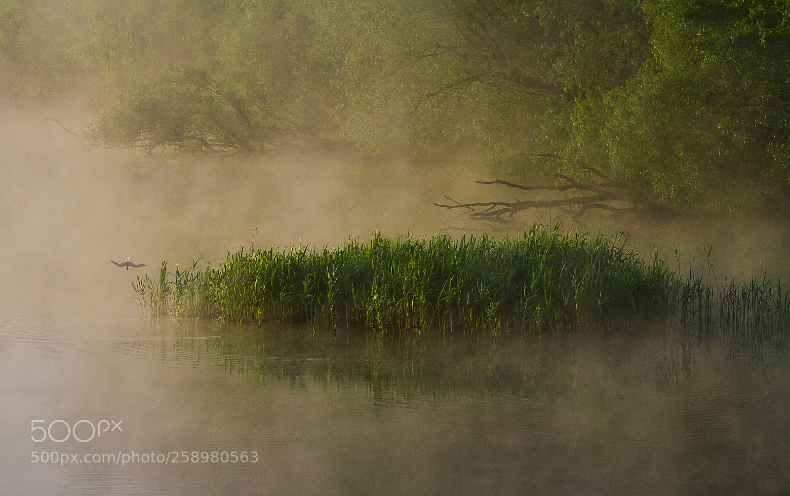 Canon EOS 7D sample photo. Under the misty shroud photography