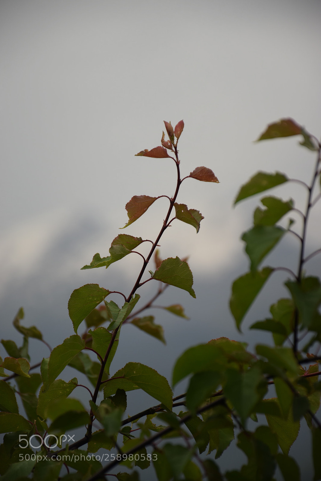 Nikon D5300 sample photo. Random photography