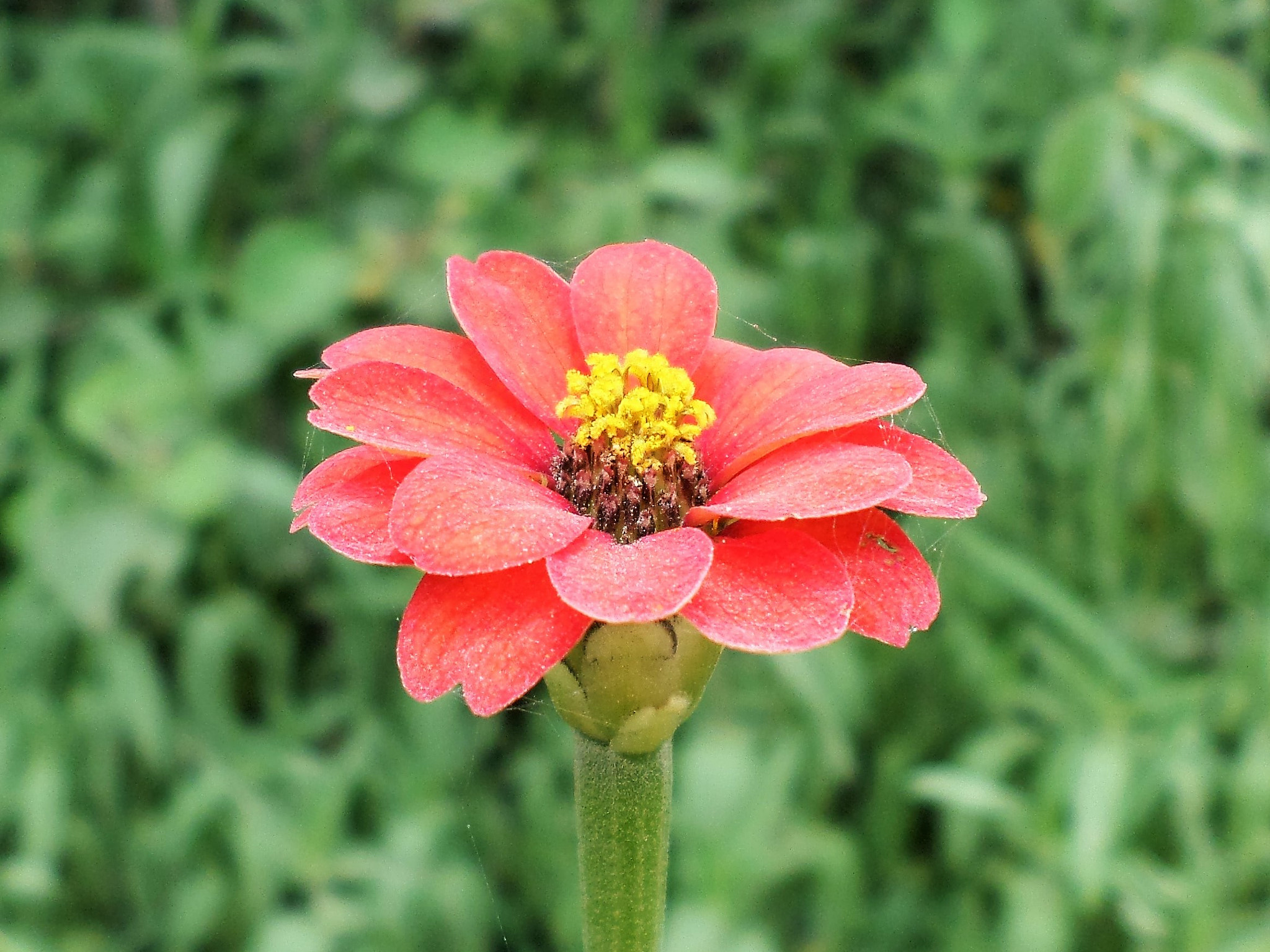 Samsung ST150F/ST151F/ST152F sample photo. Just a spiderweb photography