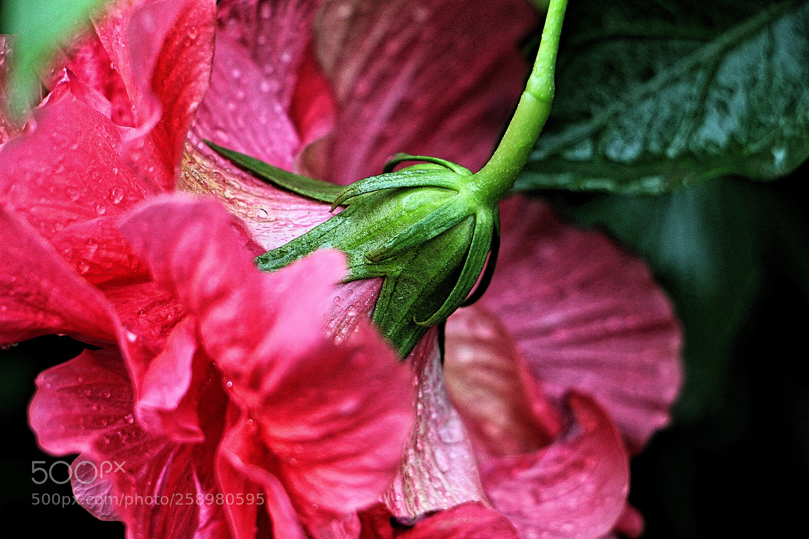 Canon EOS 7D sample photo. Drops 6 photography