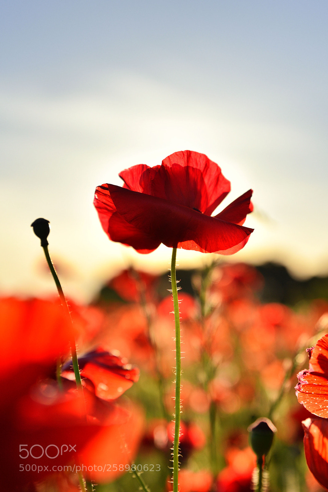Nikon D750 sample photo. Poppy photography