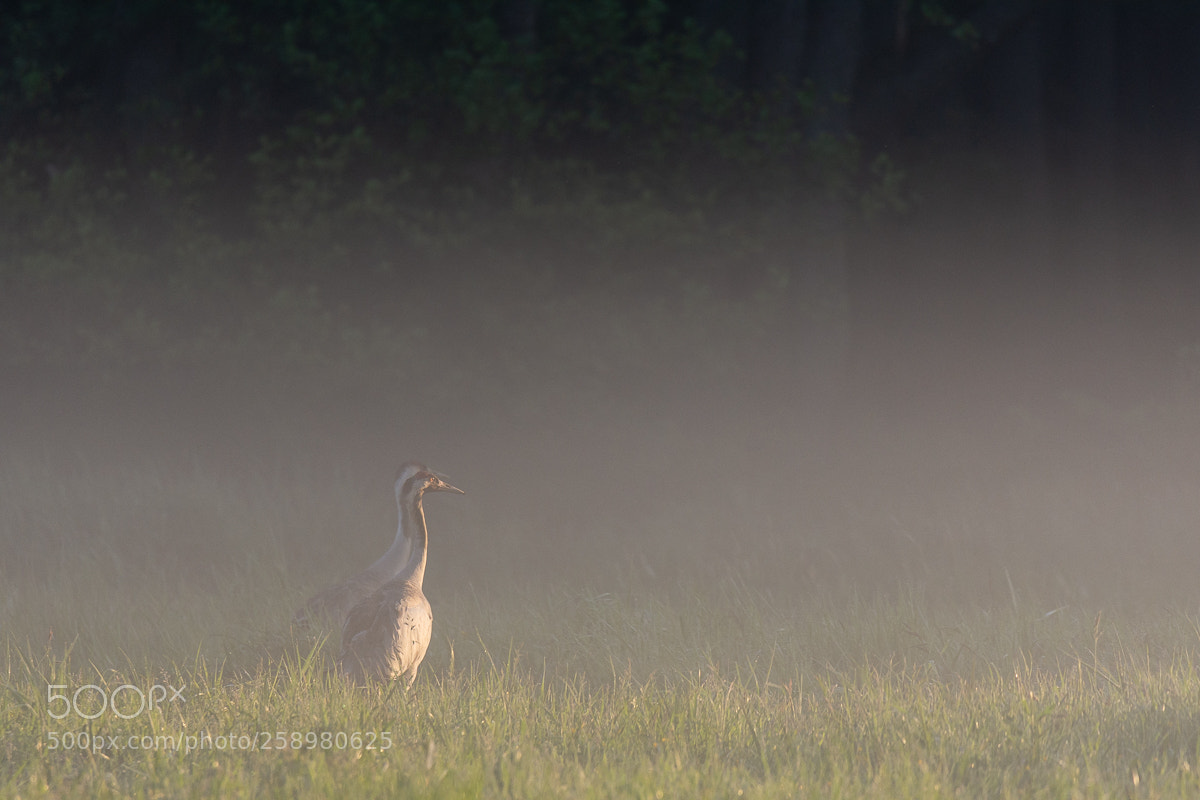 Nikon D7200 sample photo. Cranes in the fog photography