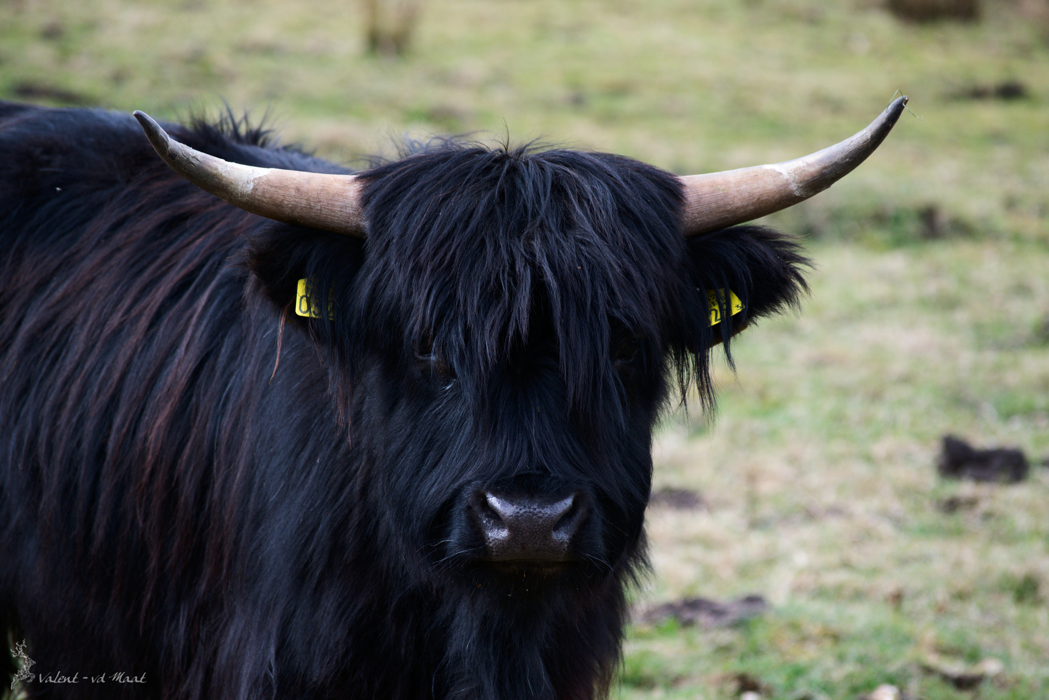Nikon D3300 sample photo. Cow in black photography