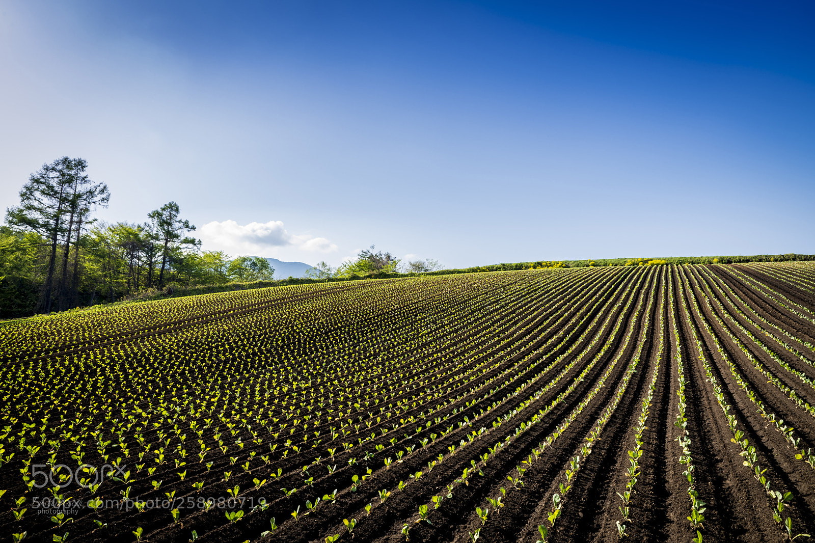 Nikon D850 sample photo. The lines photography