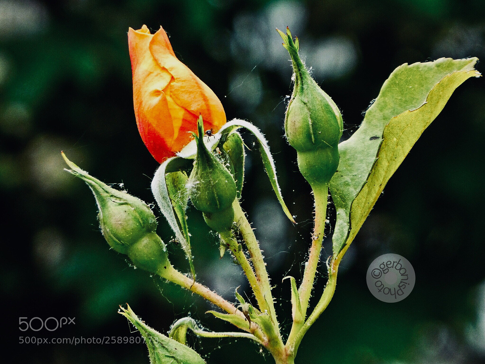 Panasonic Lumix DC-ZS70 (Lumix DC-TZ90) sample photo. The spider's rose with photography