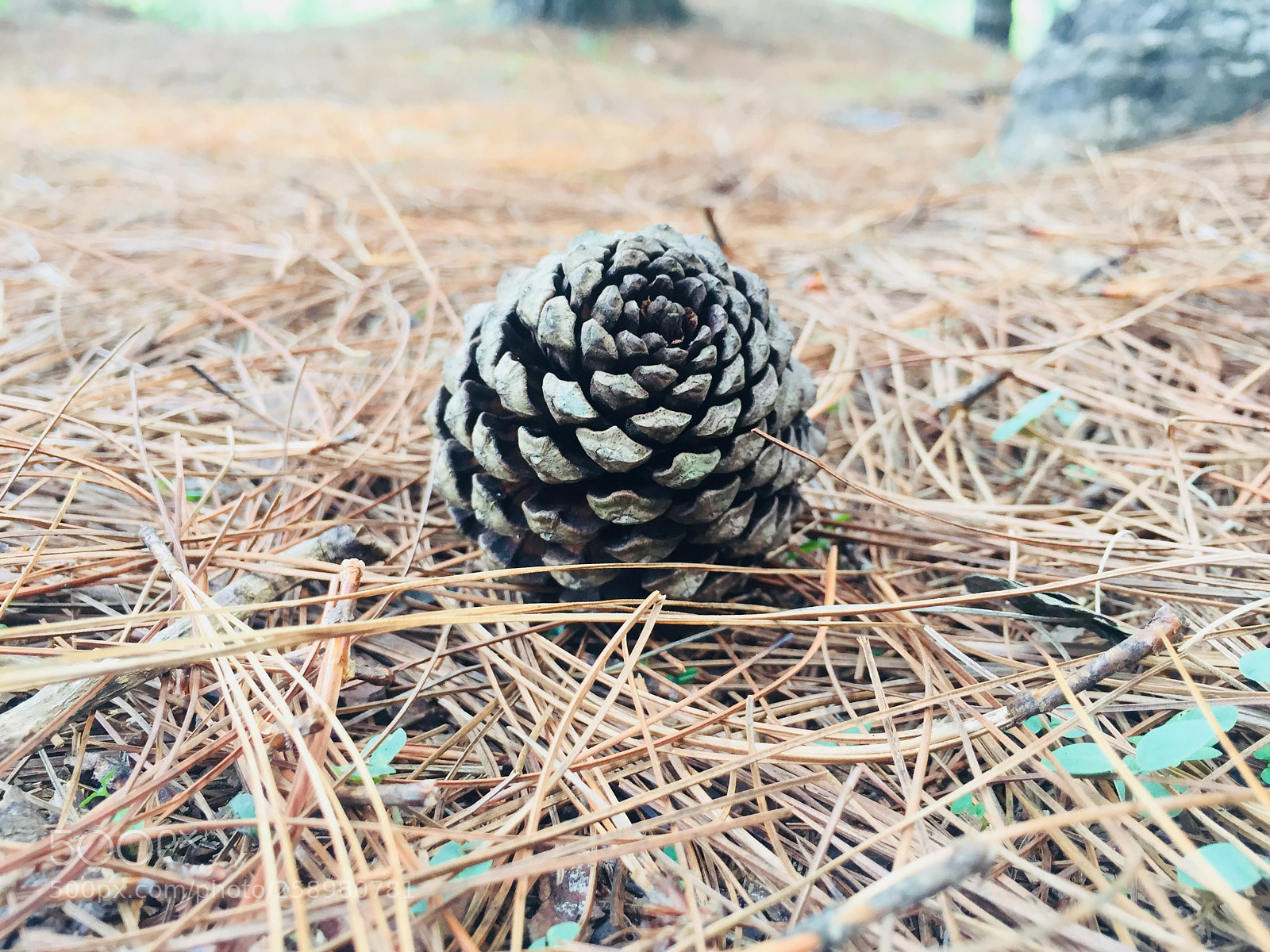 Apple iPhone 6 sample photo. Pine corn photography