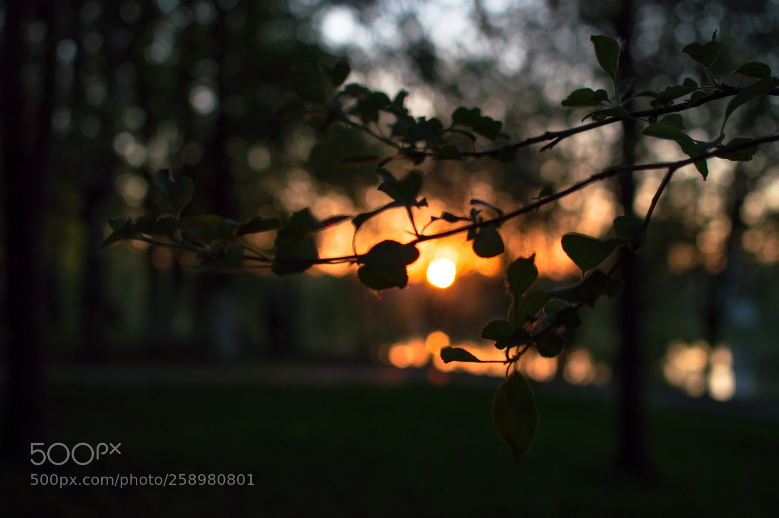 Nikon D3200 sample photo. The end of may photography