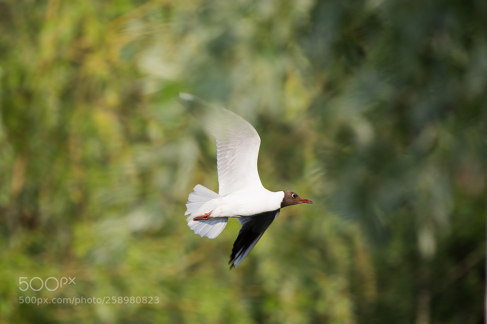 Canon EOS 5D Mark IV sample photo. Free fly 2 photography