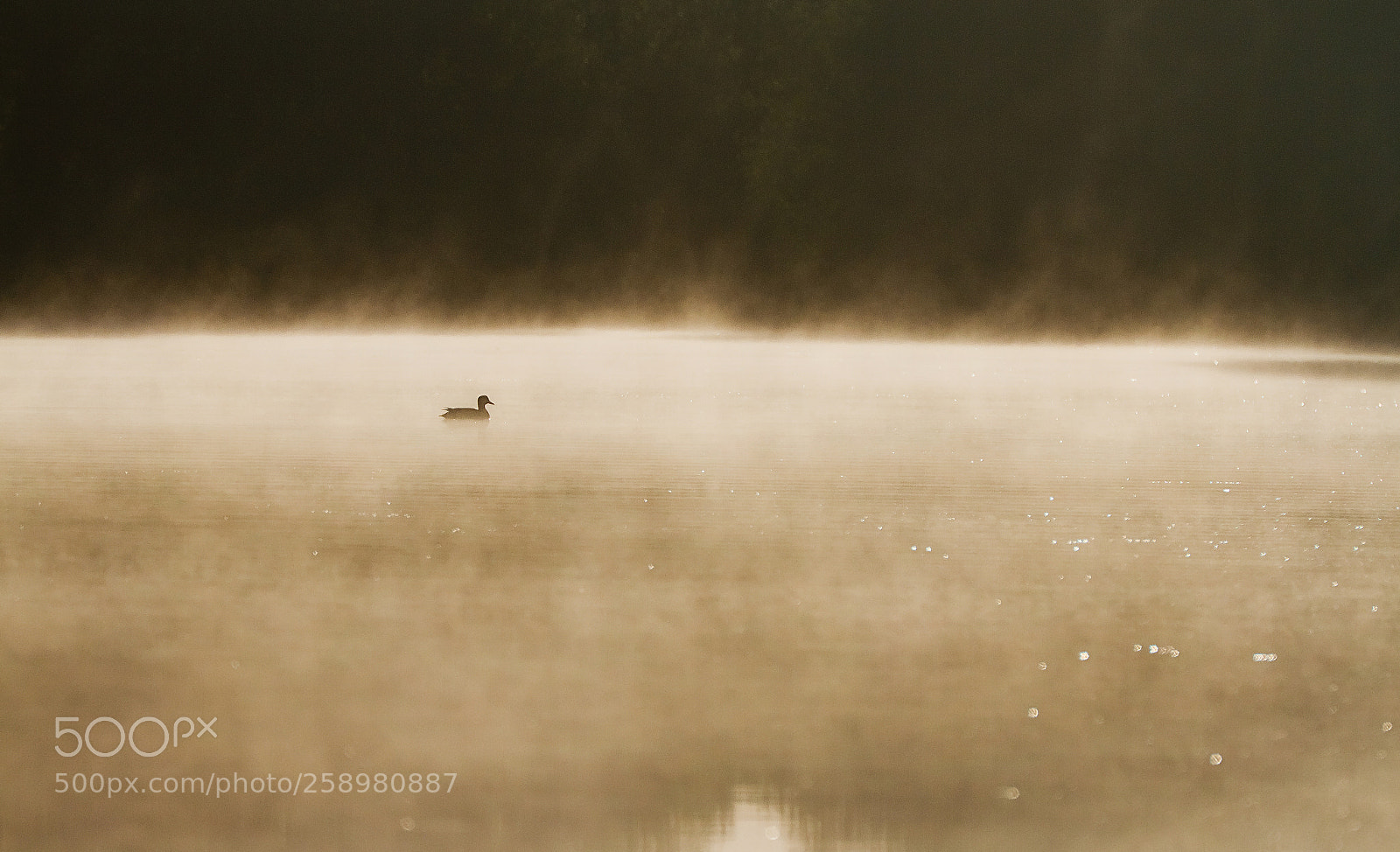 Canon EOS 7D sample photo. In the mist photography