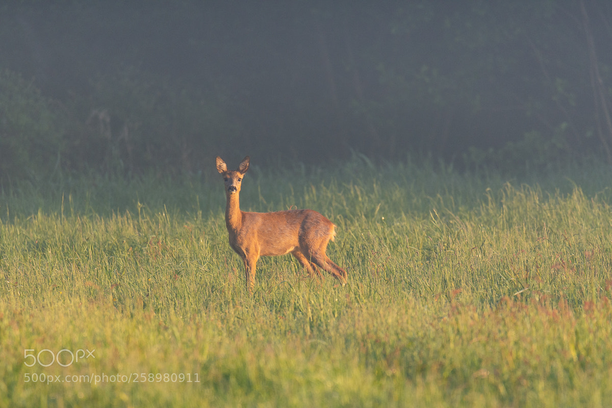 Nikon D7200 sample photo. Deer in the mist photography