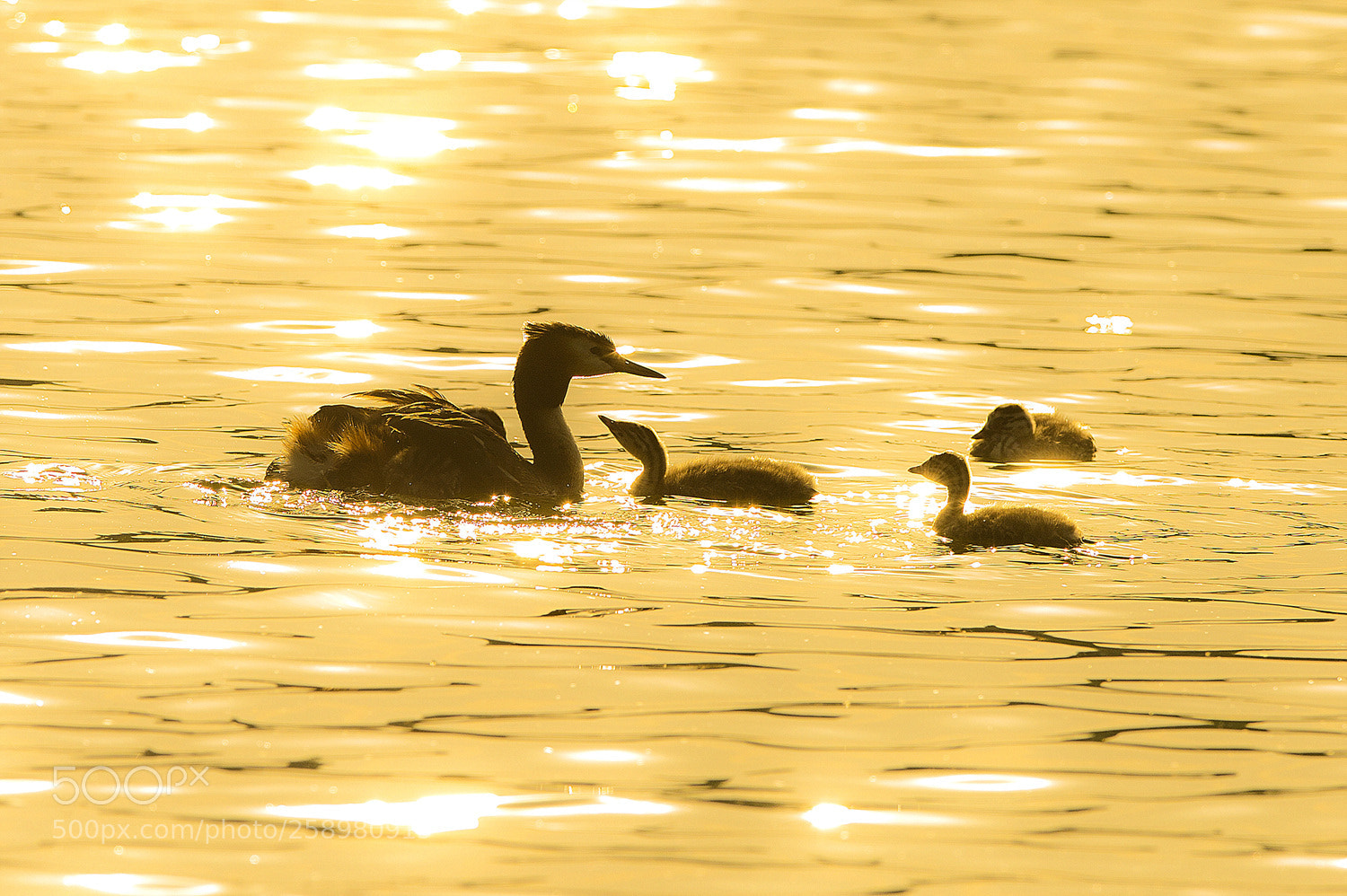 Nikon D4 sample photo. 뿔논병아리 photography