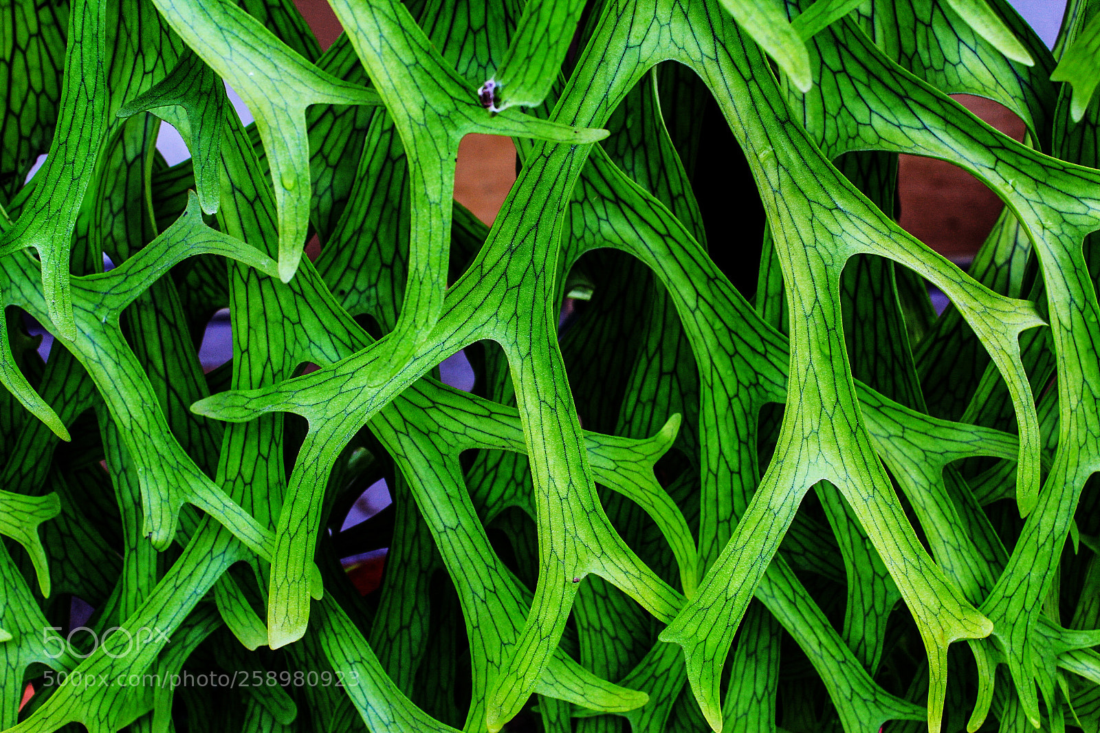 Canon EOS 60D sample photo. Fern leaves photography