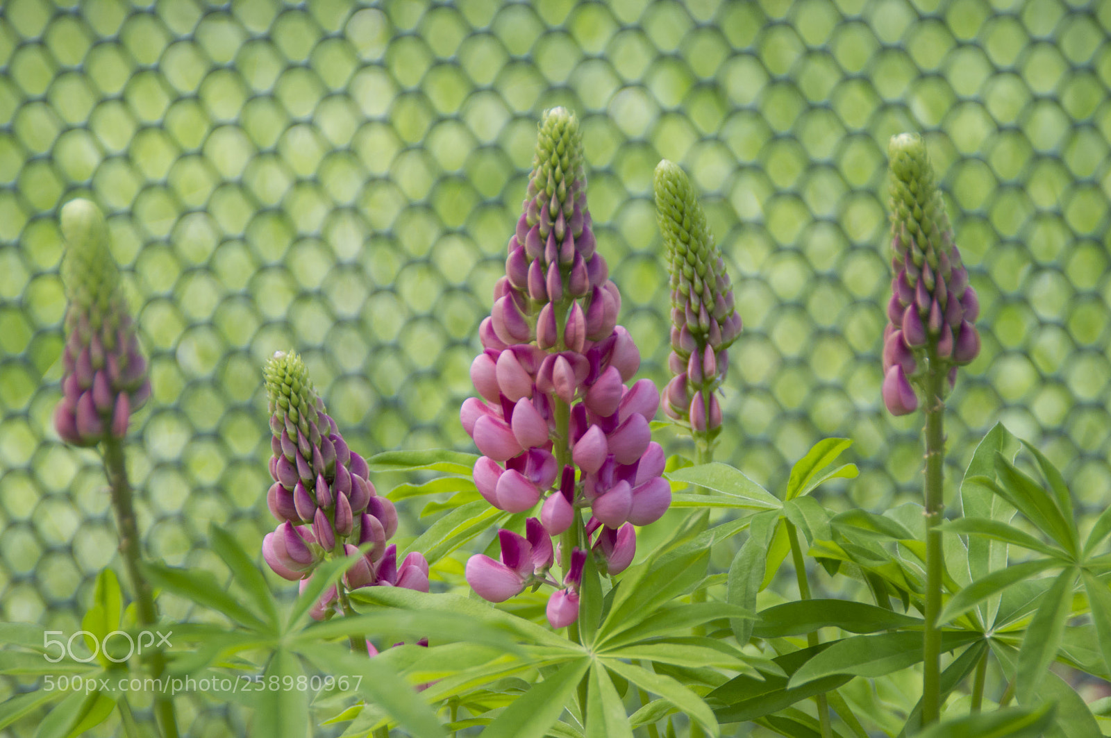 Pentax K-x sample photo. Measured lupine photography