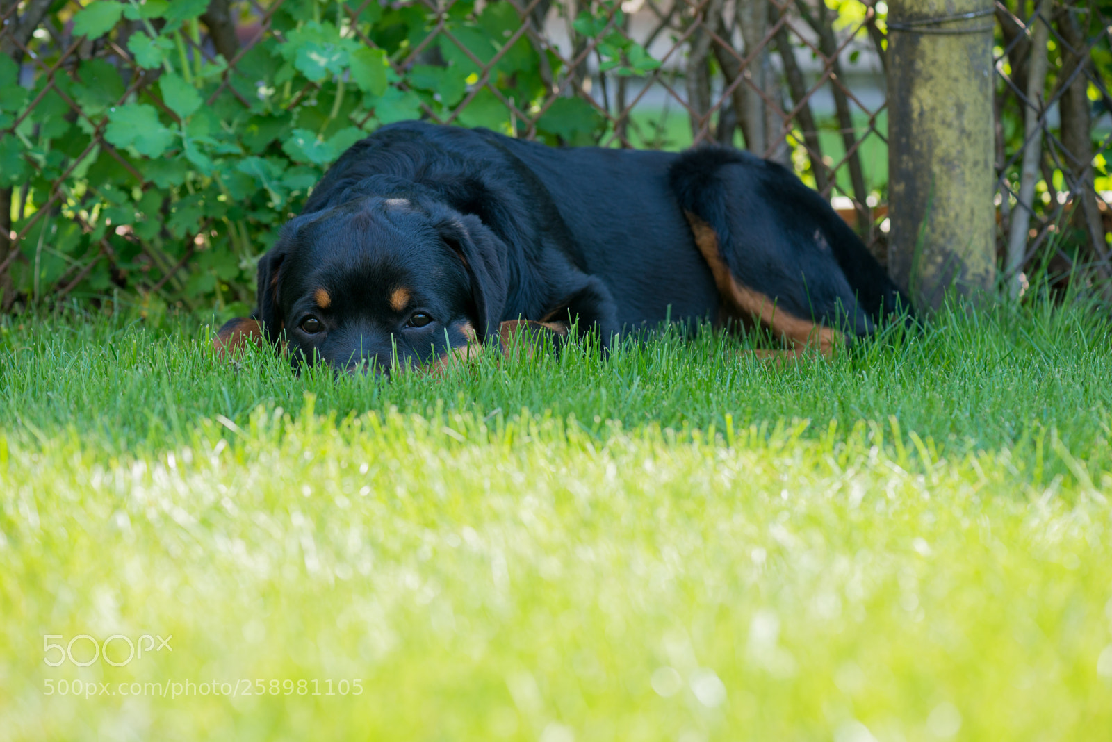 Nikon D610 sample photo. Rottweiler laying down photography
