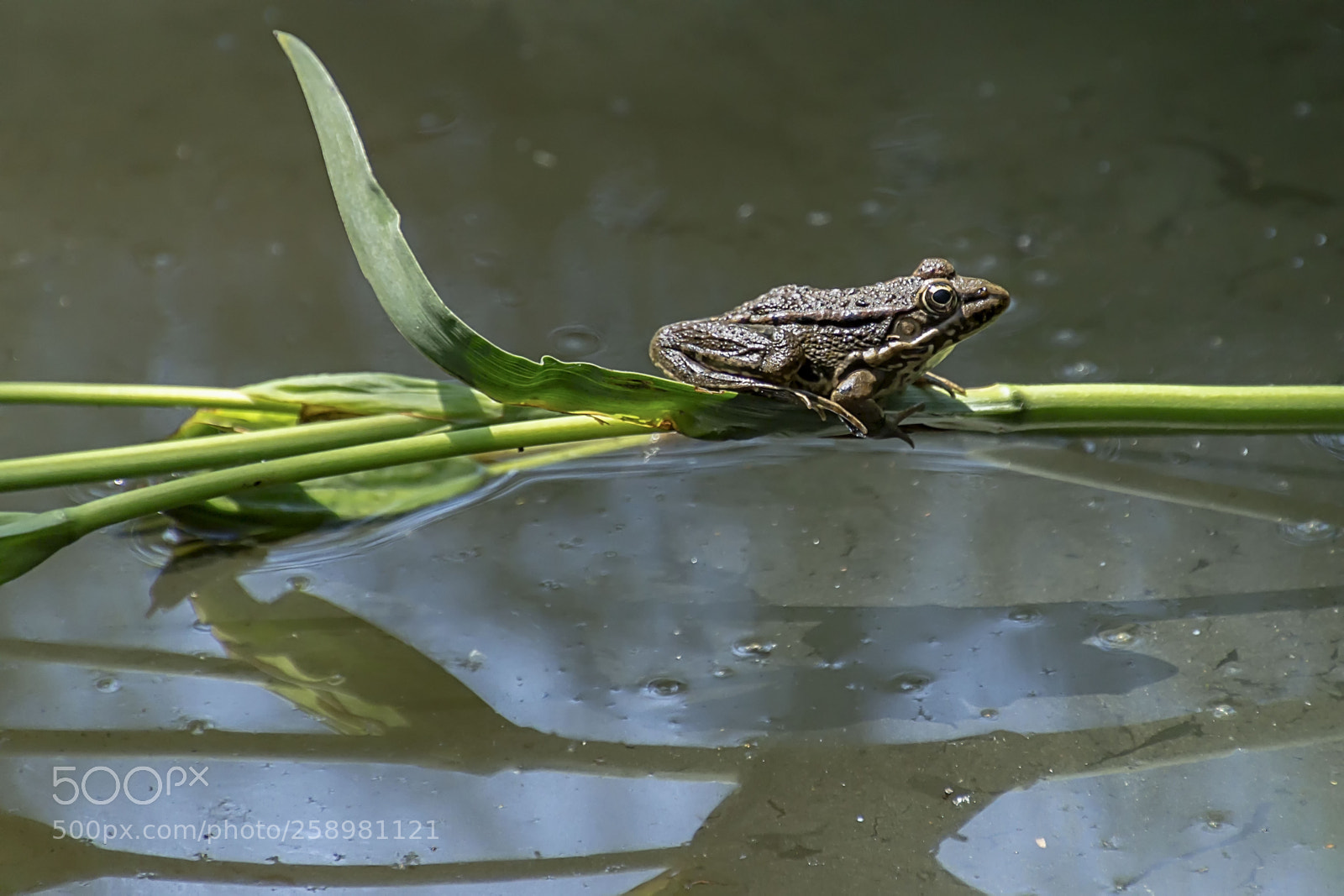 Canon EOS 100D (EOS Rebel SL1 / EOS Kiss X7) sample photo. Sunbathing... photography