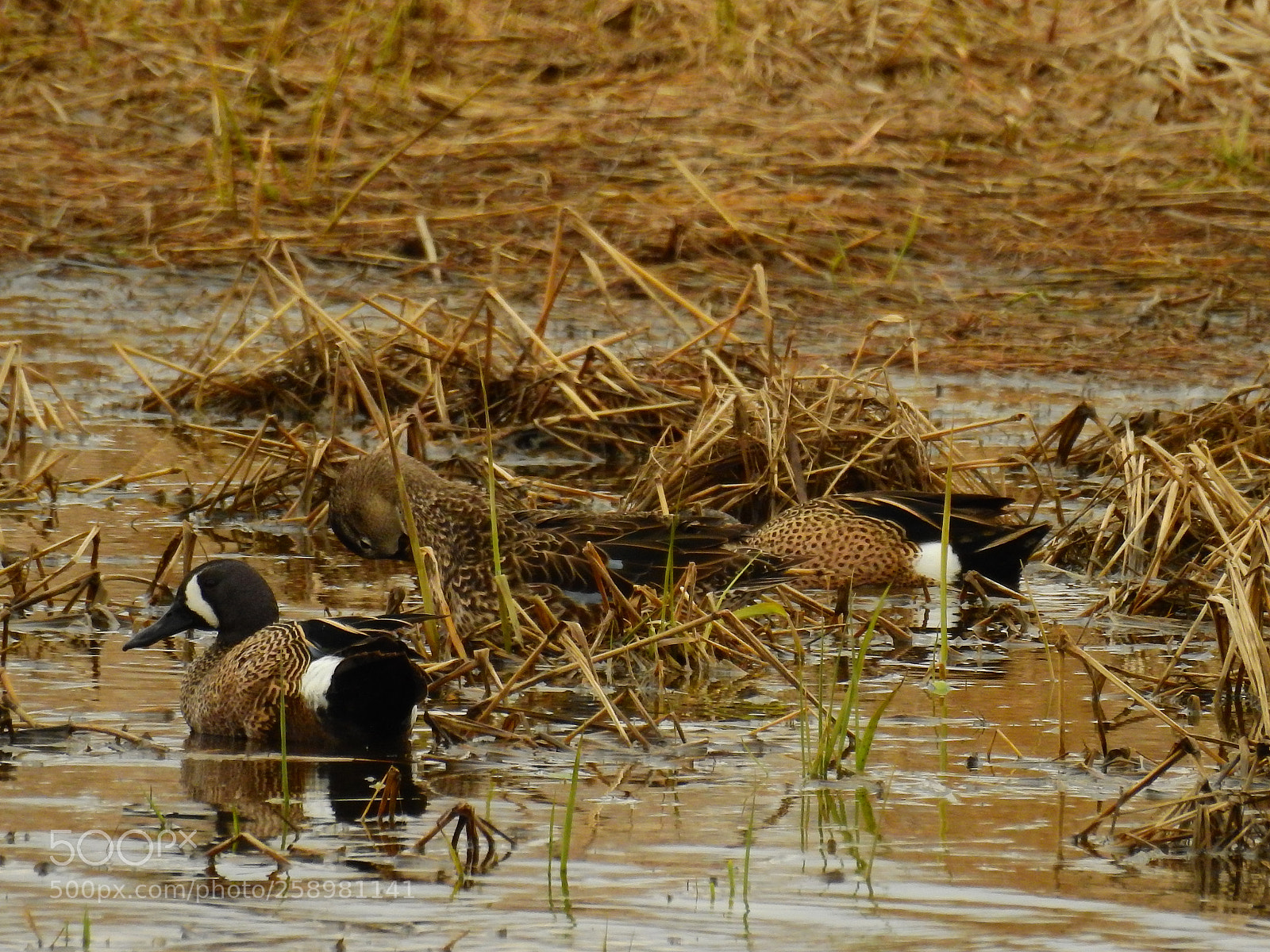 Nikon Coolpix P900 sample photo. Blue-winged teals blending in photography