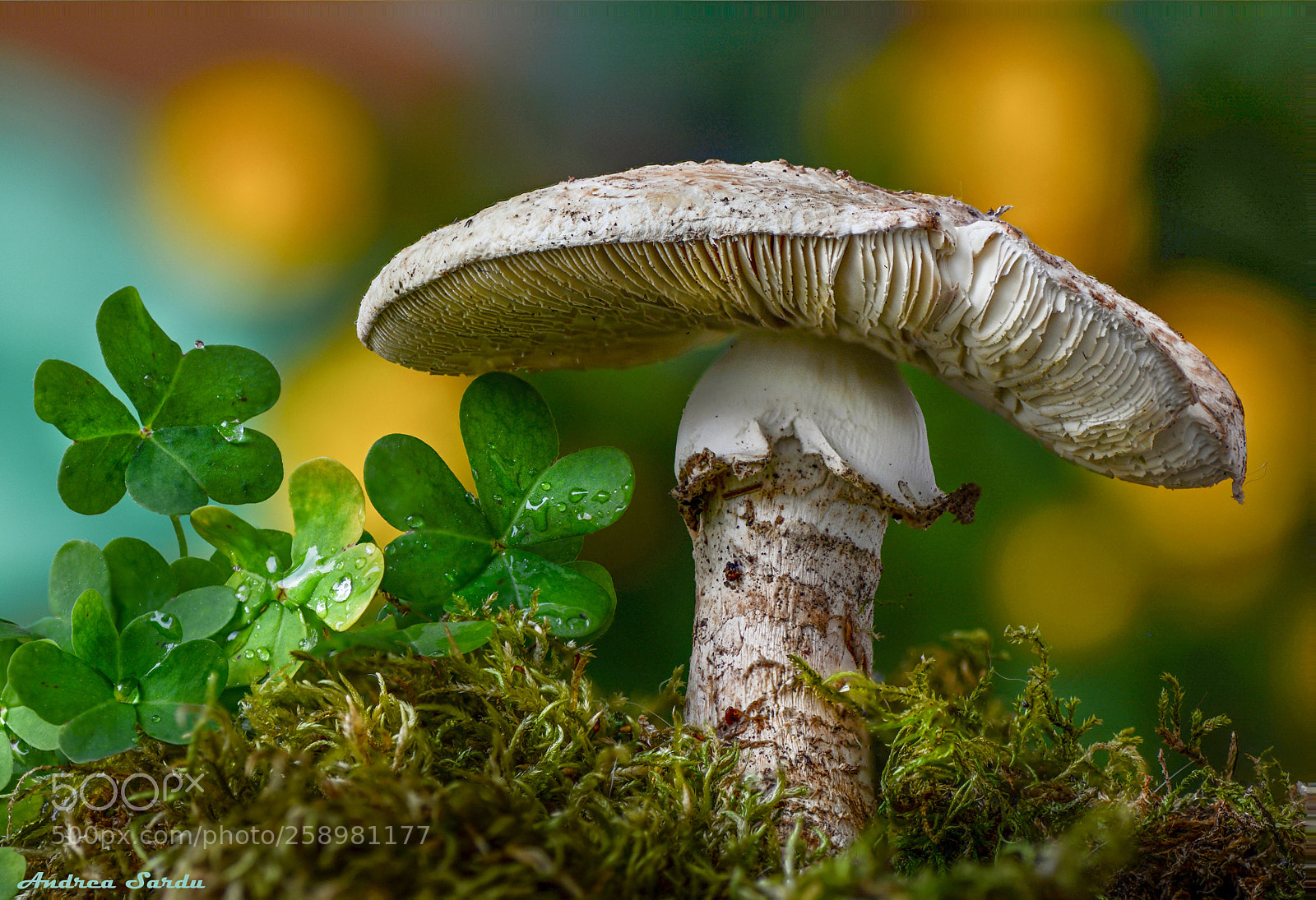 Nikon D7100 sample photo. Amanita photography