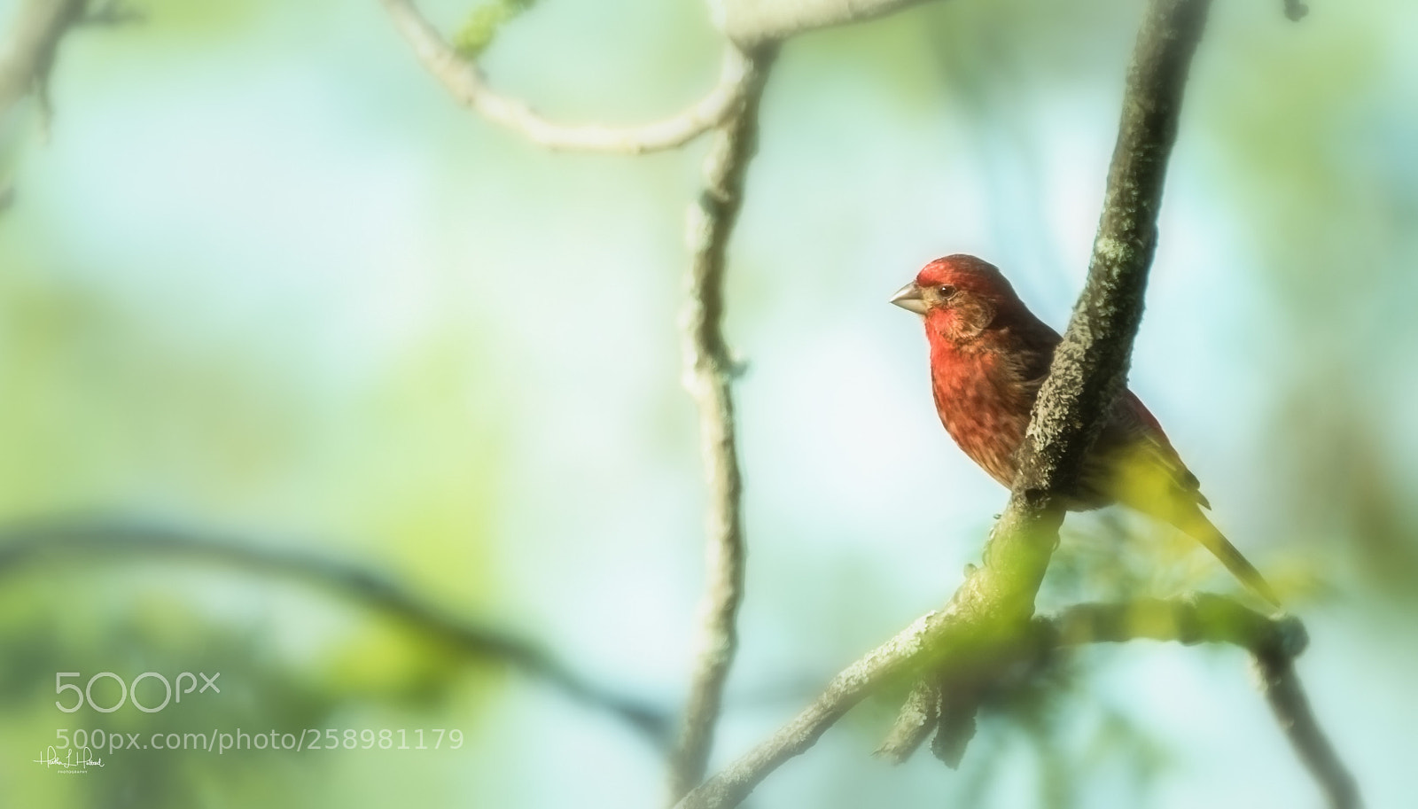 Nikon D810 sample photo. Finch photography