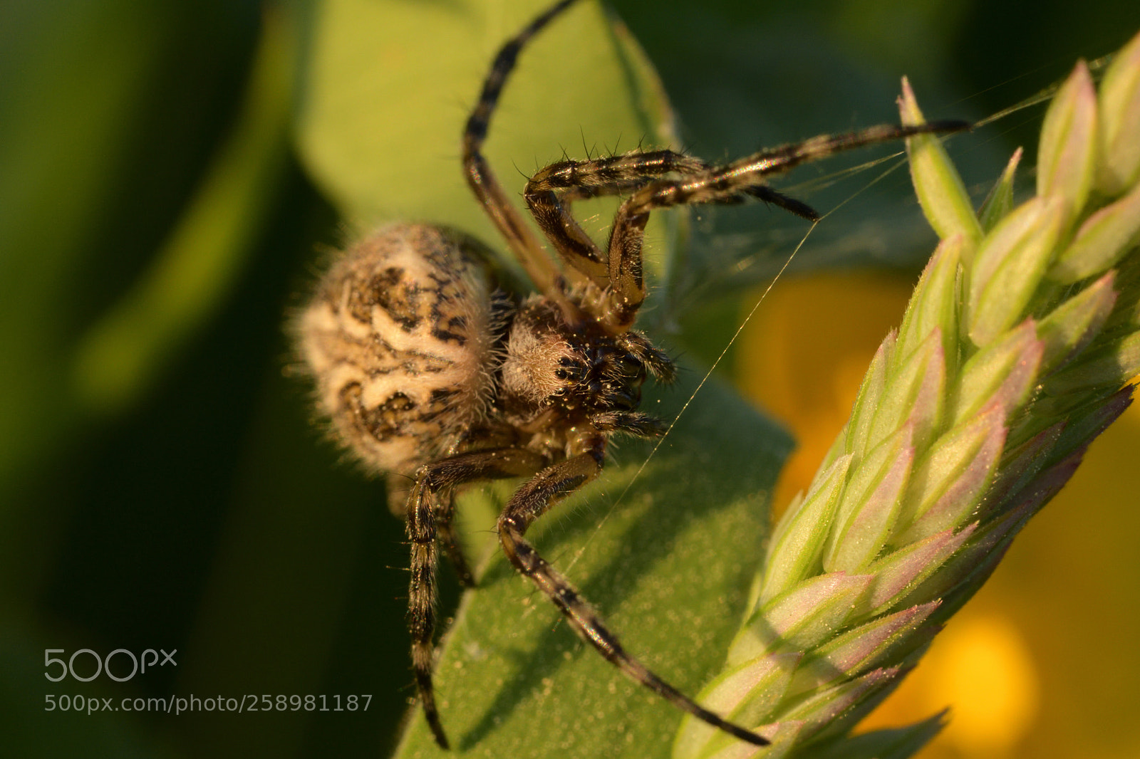 Nikon D7500 sample photo. The oak spider photography