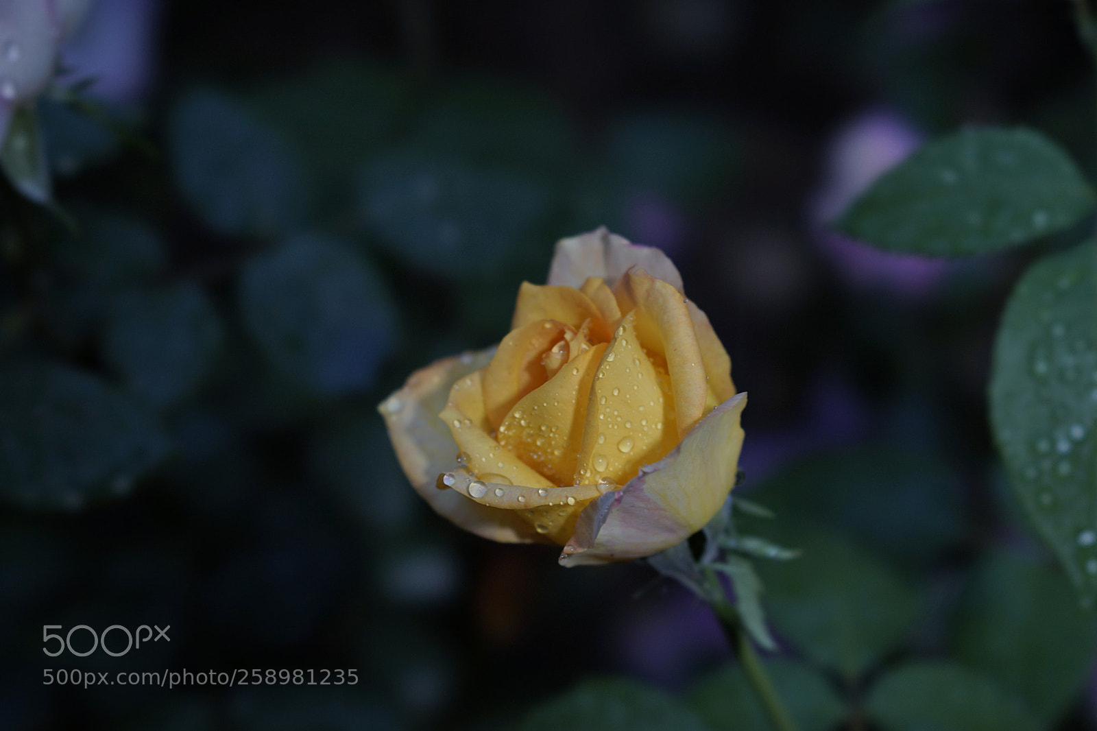Sony a7 II sample photo. 晶莹雨滴 photography