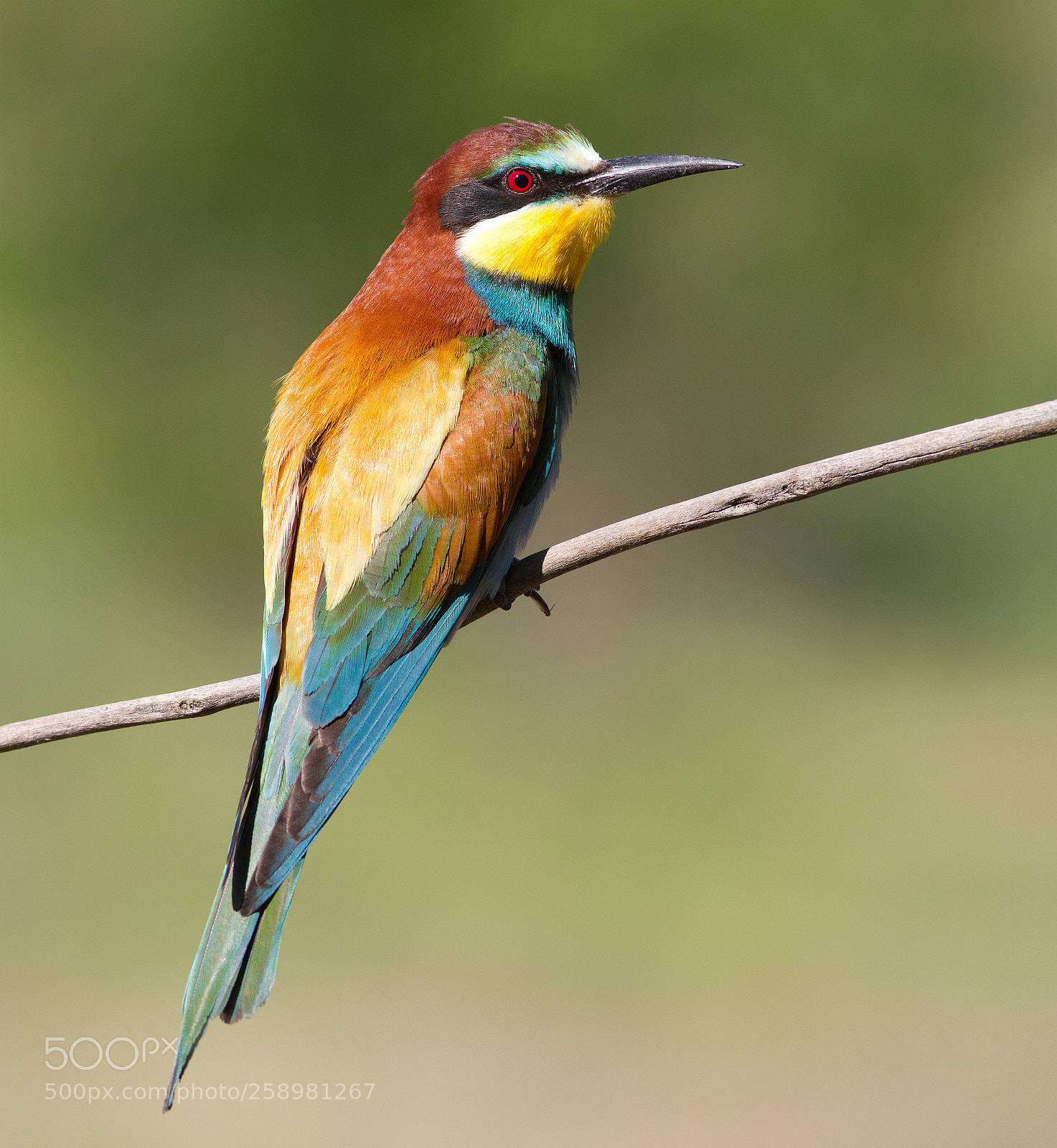 Canon EOS 7D sample photo. Bee-eater - merops apiaster photography