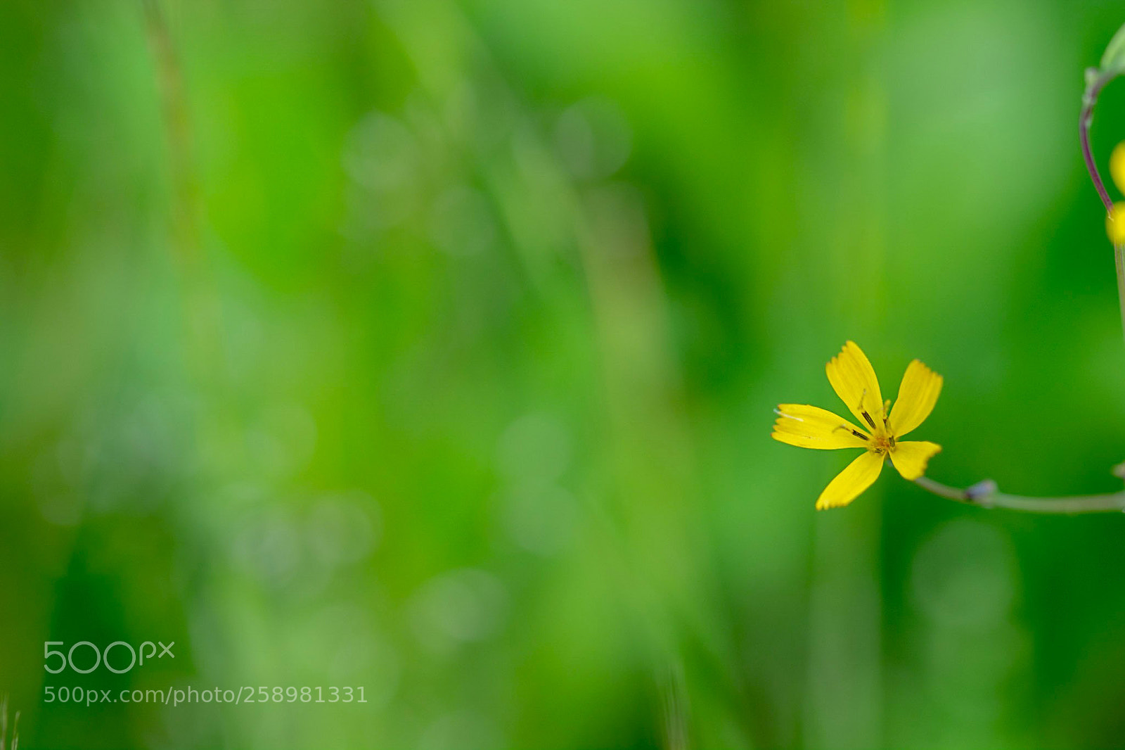 Nikon D7100 sample photo. Hi photography