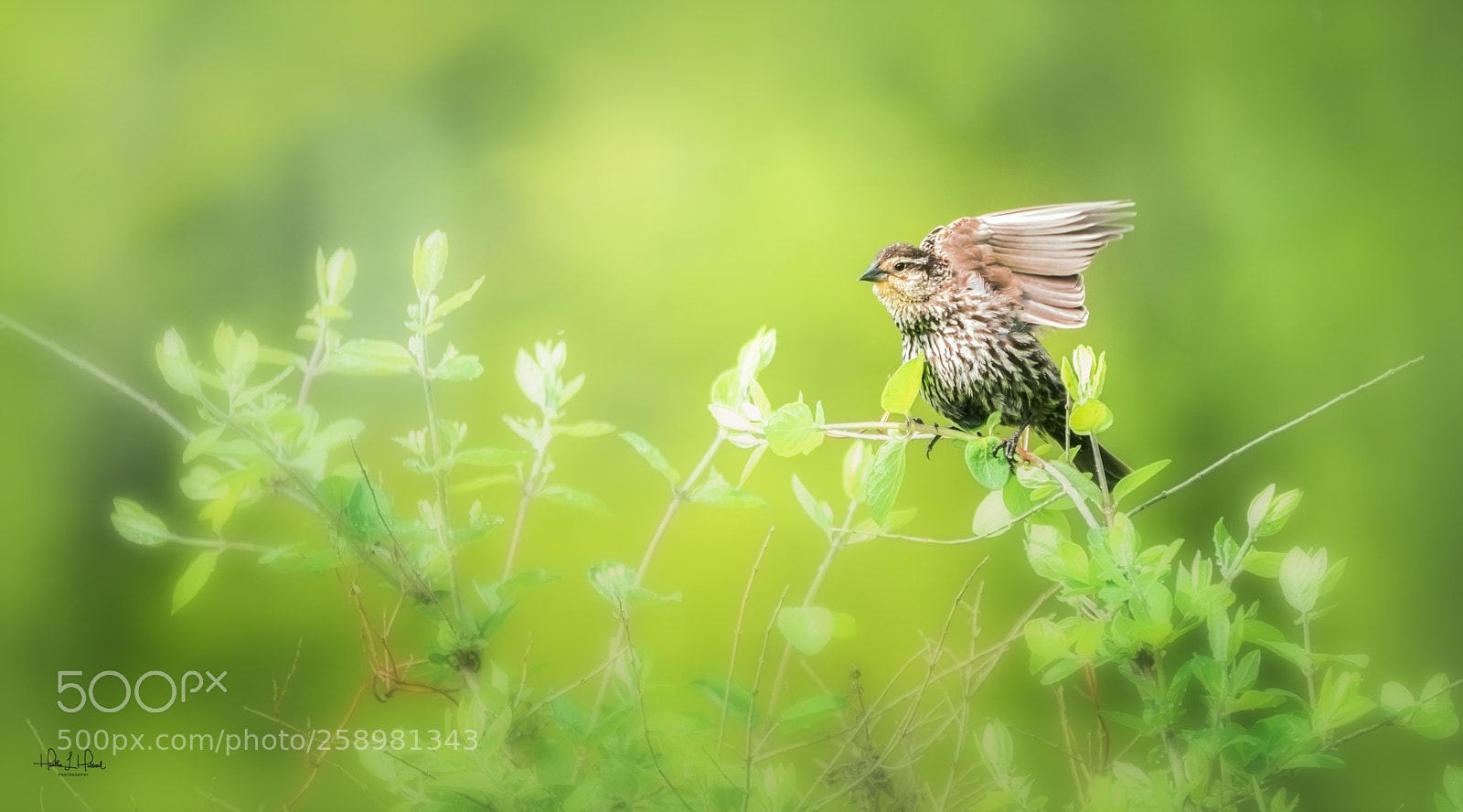 Nikon D810 sample photo. Red winged blackbird photography