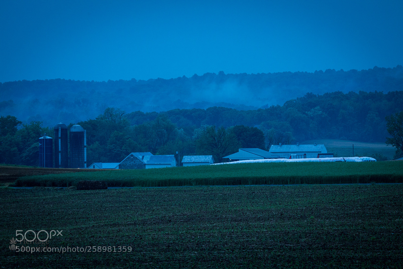 Canon EOS 5D Mark IV sample photo. Growing corn in morning photography