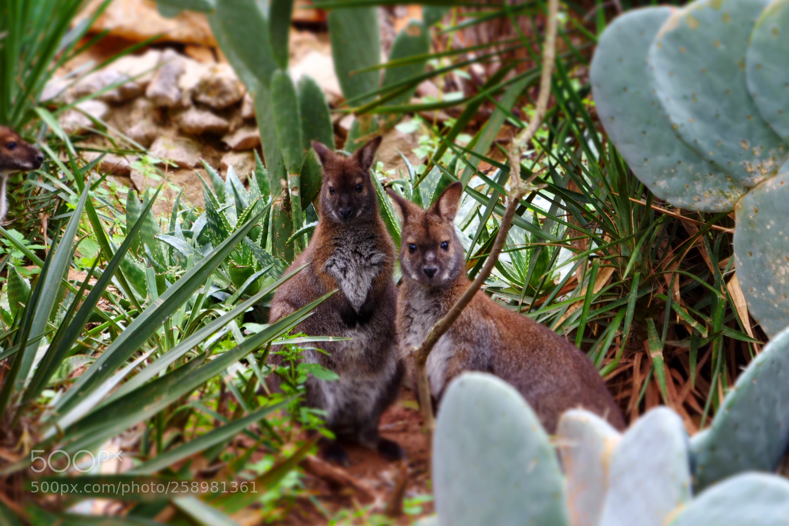 Panasonic Lumix DC-GH5 sample photo. Kangaroos photography